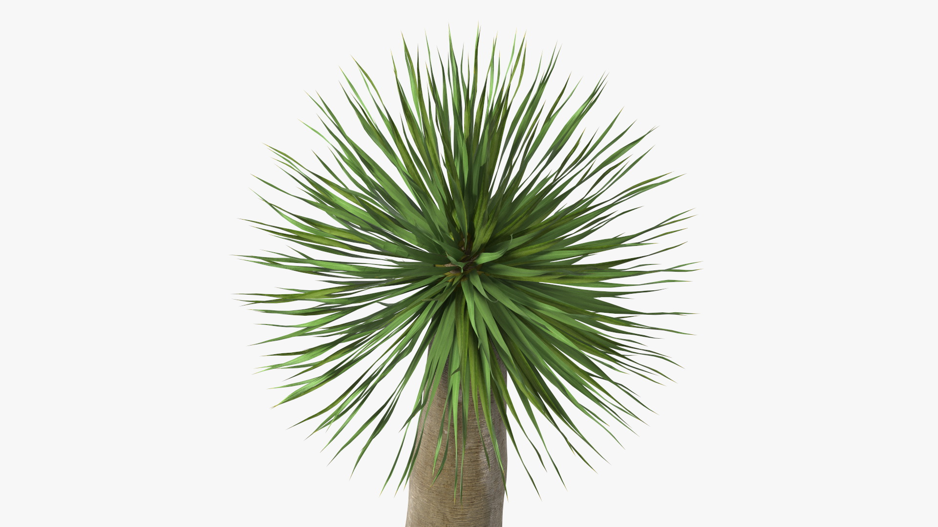 3D Dragon Blood Tree Young model