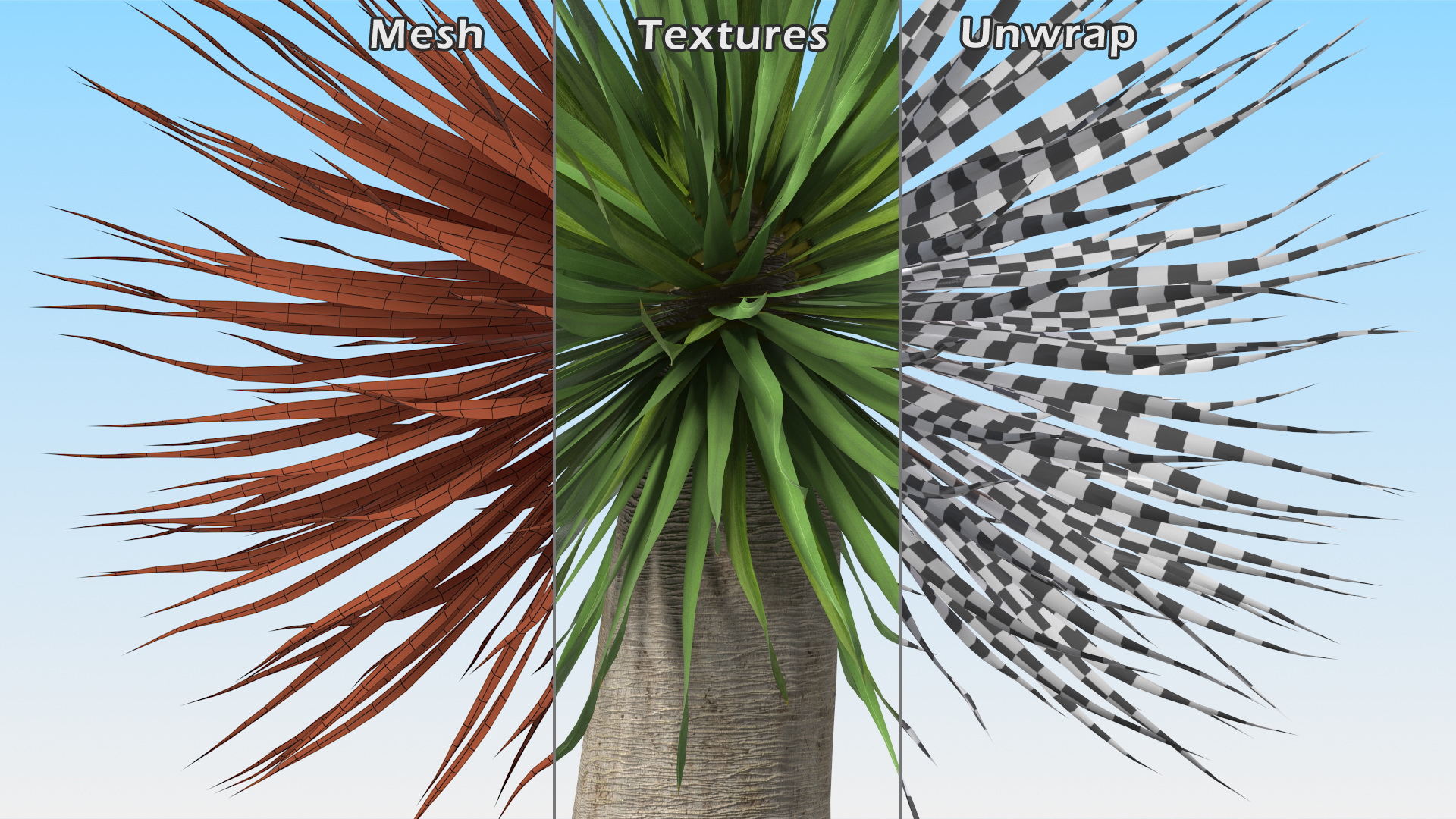 3D Dragon Blood Tree Young model