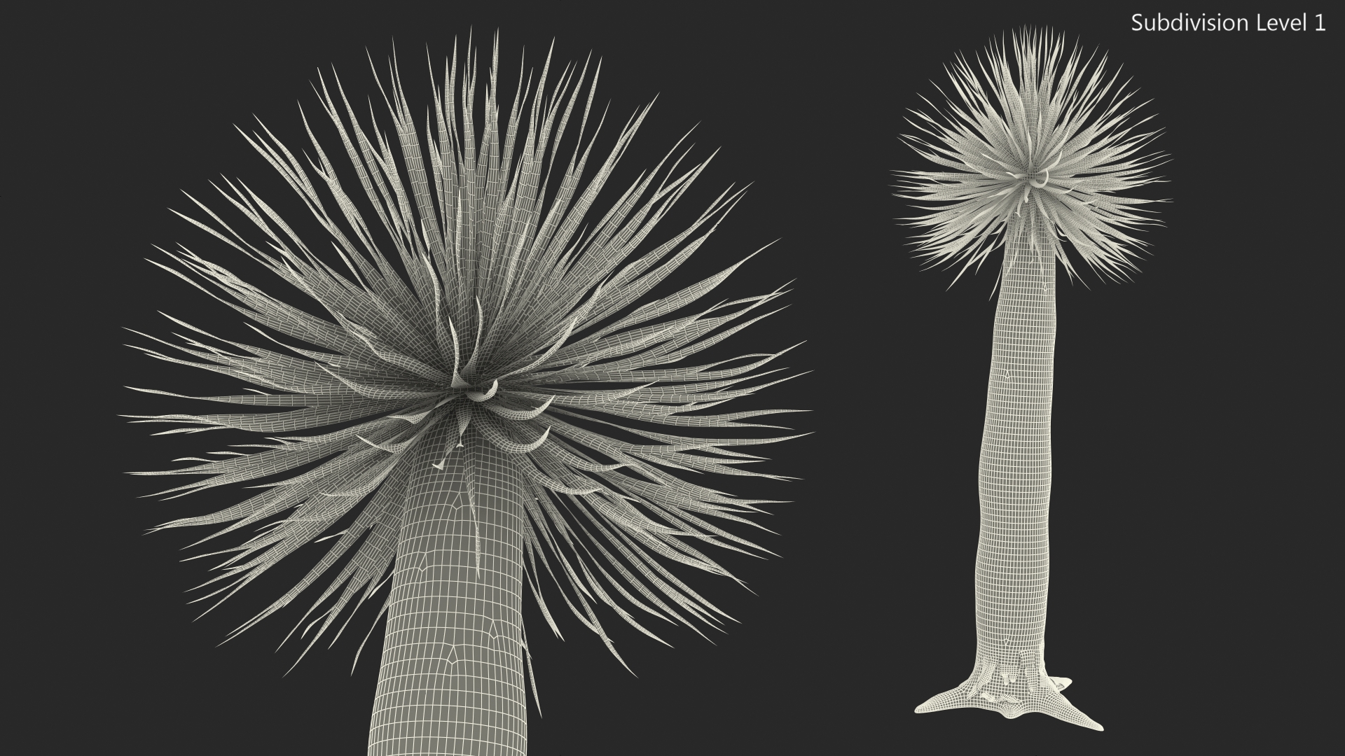 3D Dragon Blood Tree Young model