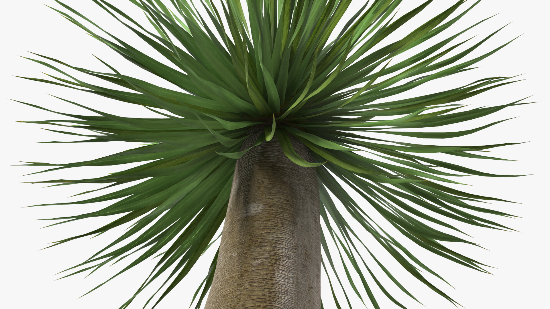 3D Dragon Blood Tree Young model