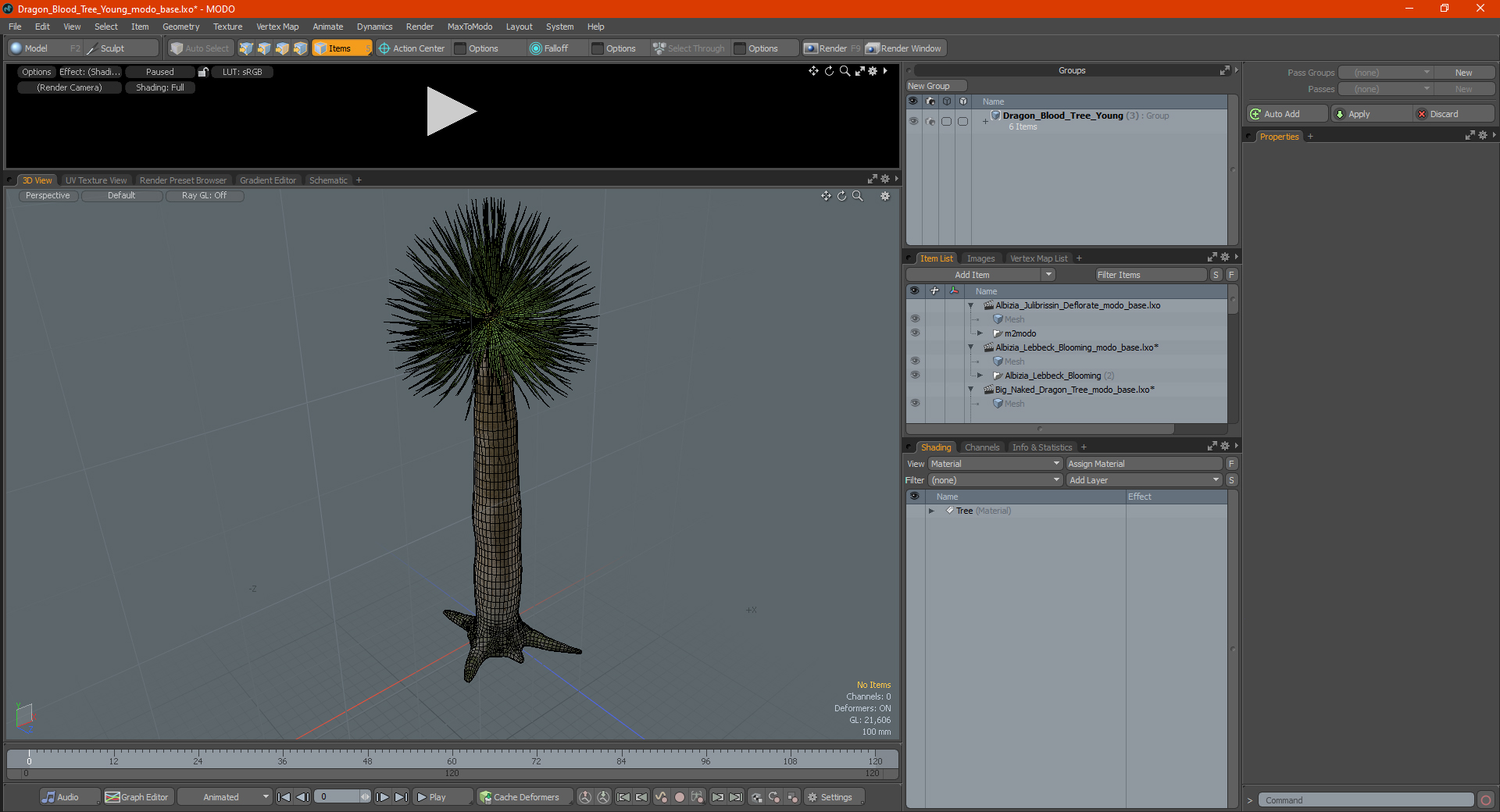 3D Dragon Blood Tree Young model