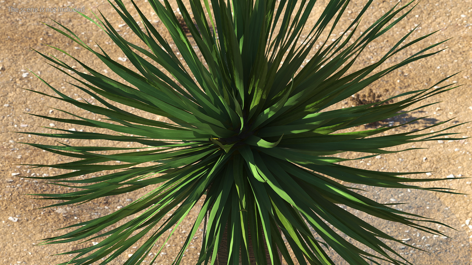 3D Dragon Blood Tree Young model
