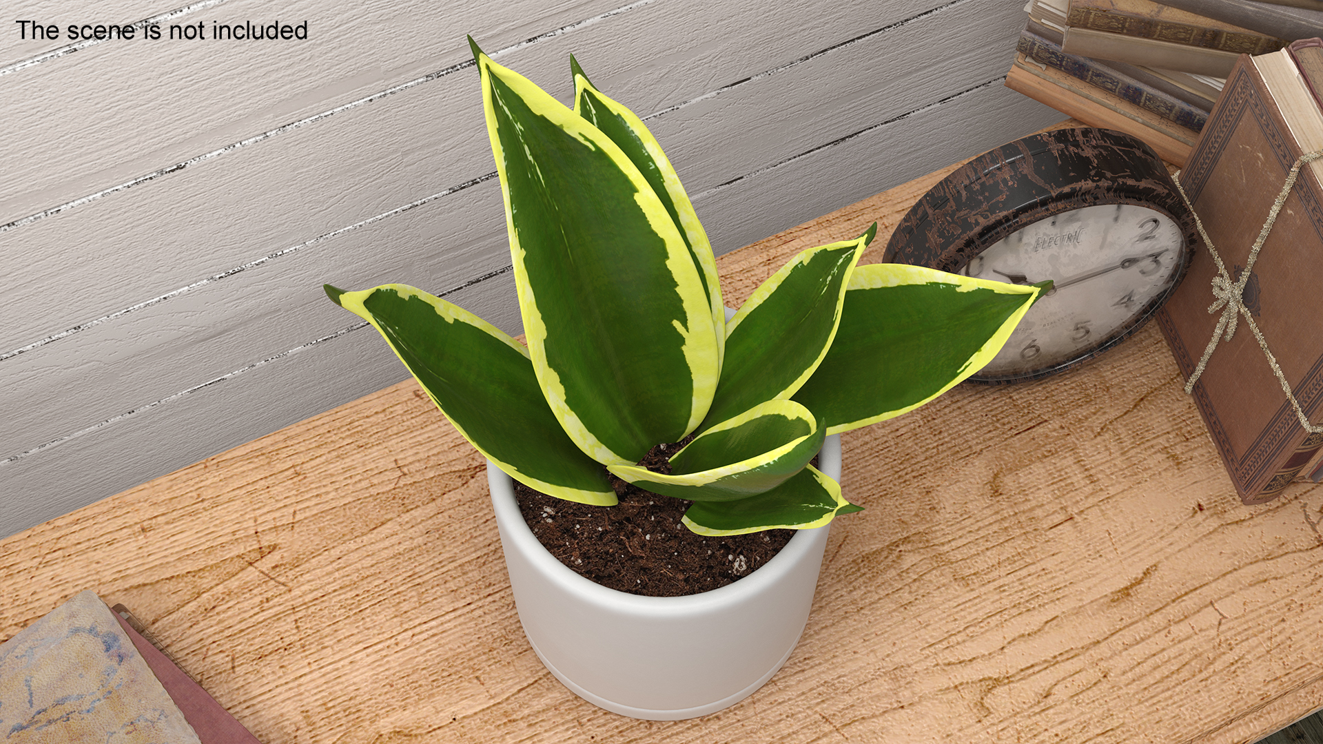 Vipers Bowstring Hemp Plant 3D