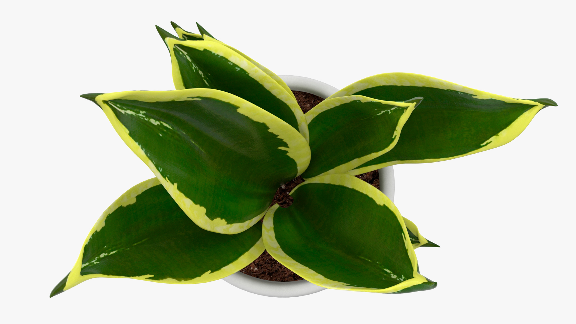 Vipers Bowstring Hemp Plant 3D