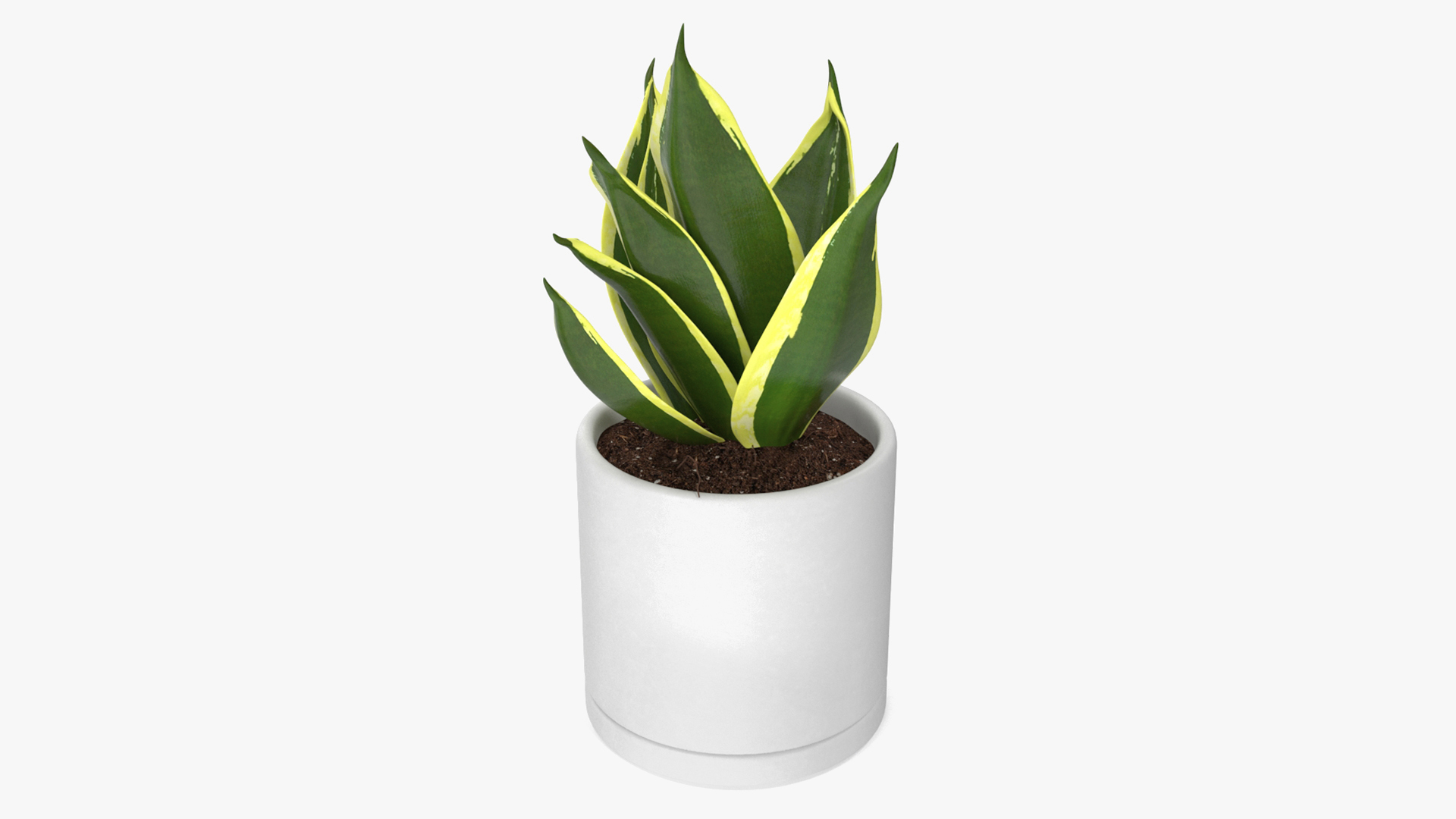 Vipers Bowstring Hemp Plant 3D