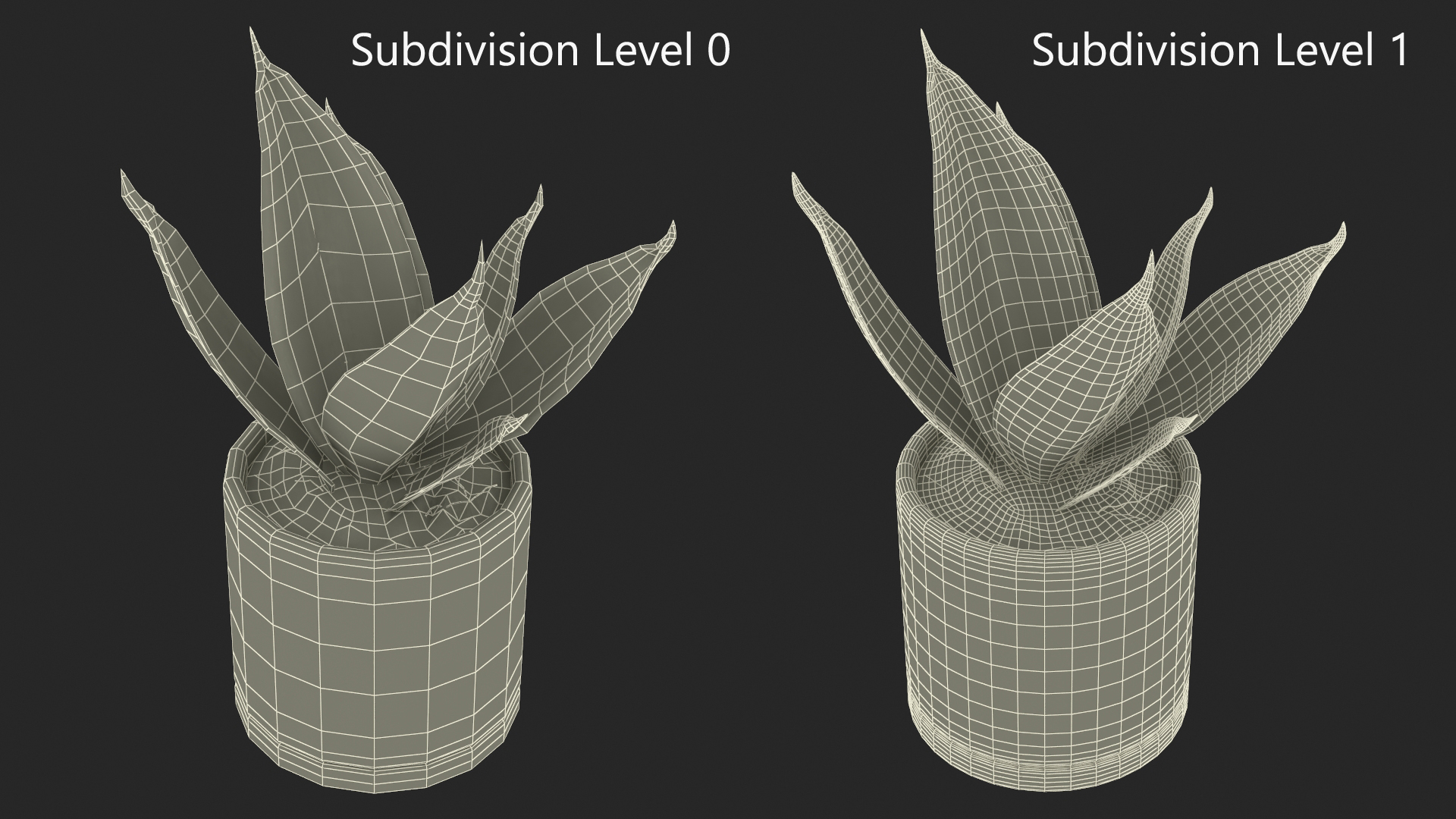 Vipers Bowstring Hemp Plant 3D