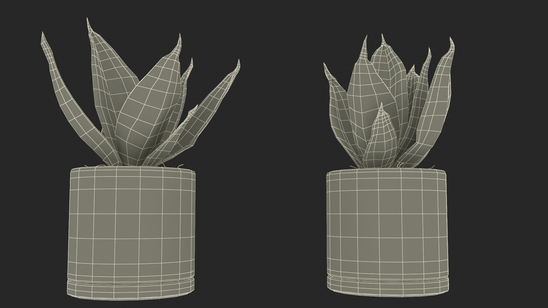 Vipers Bowstring Hemp Plant 3D