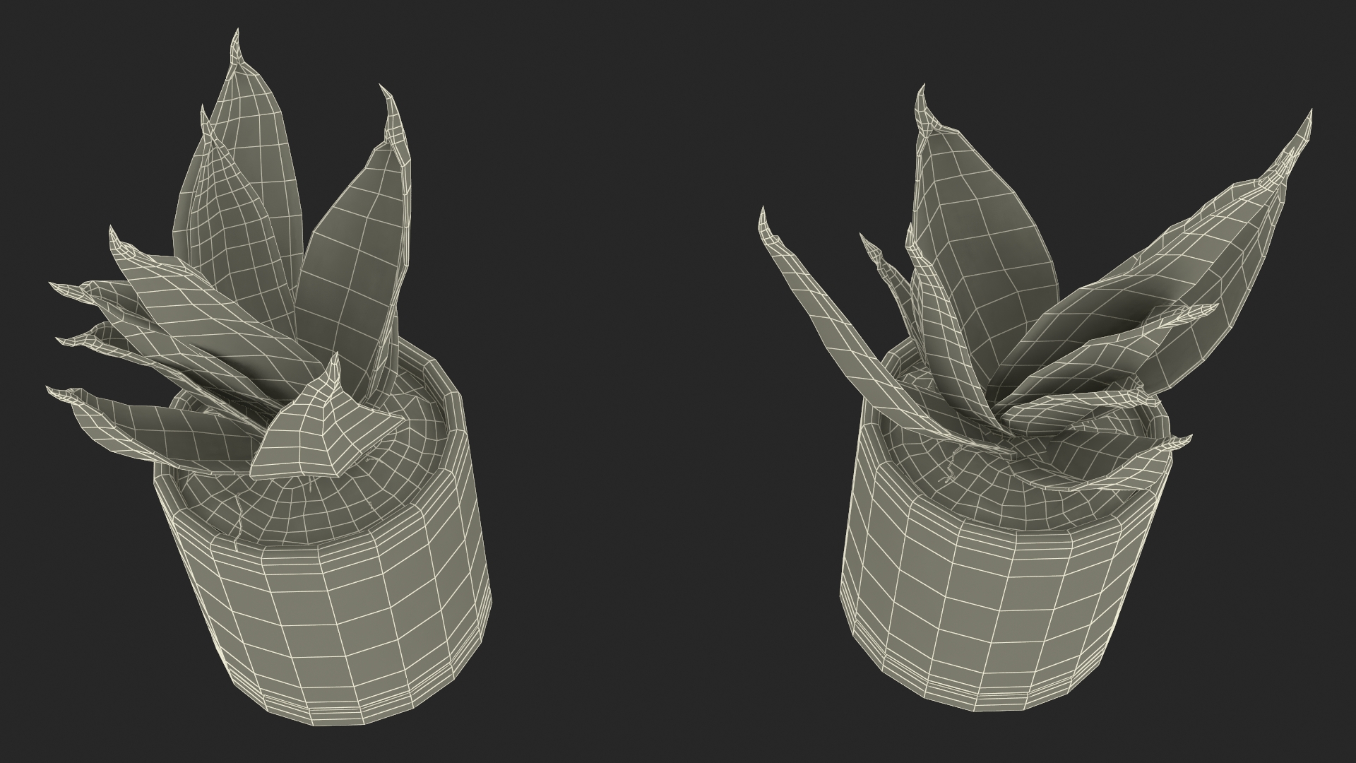 Vipers Bowstring Hemp Plant 3D