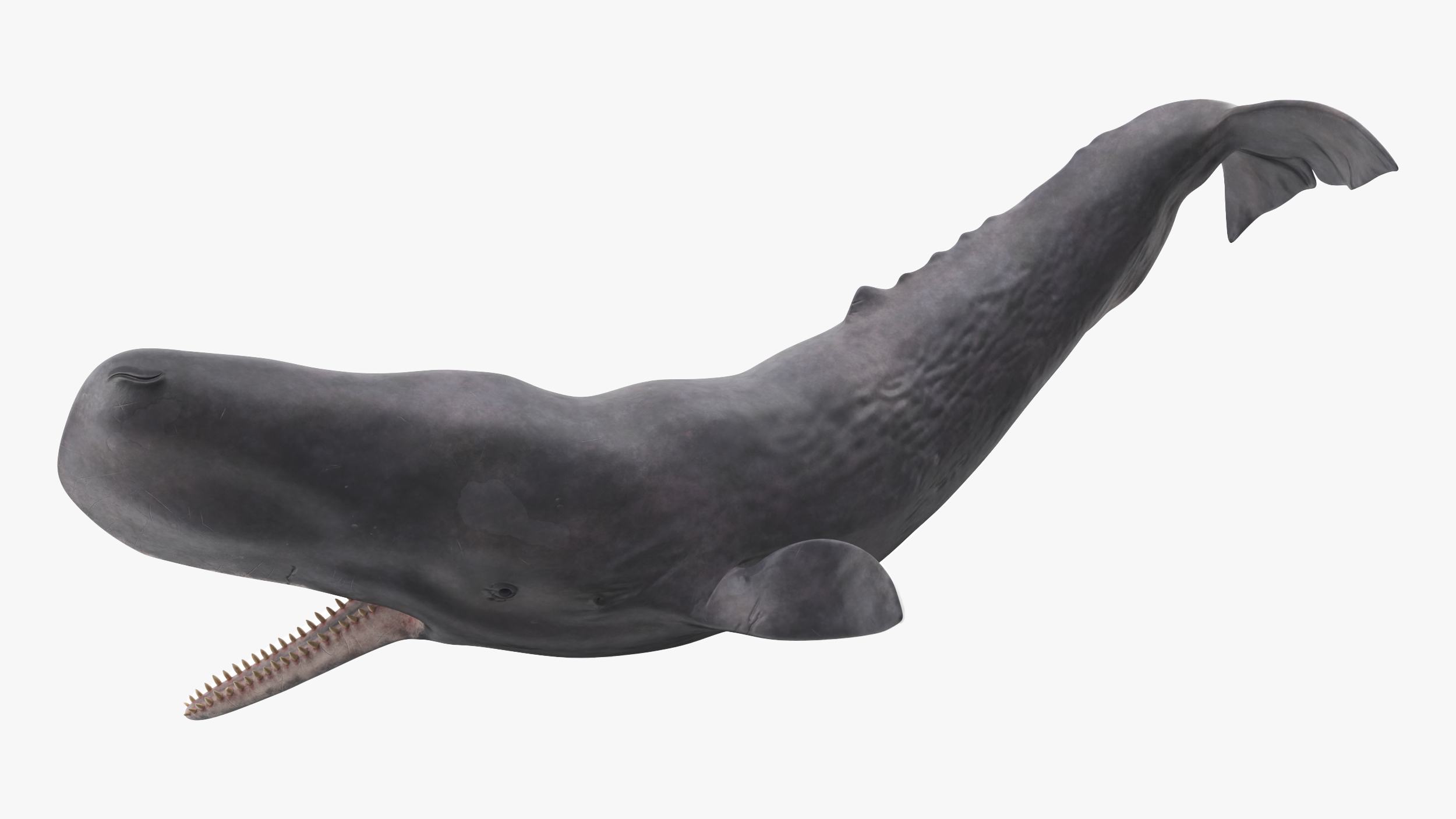 Cachalot Rigged for Maya 3D model