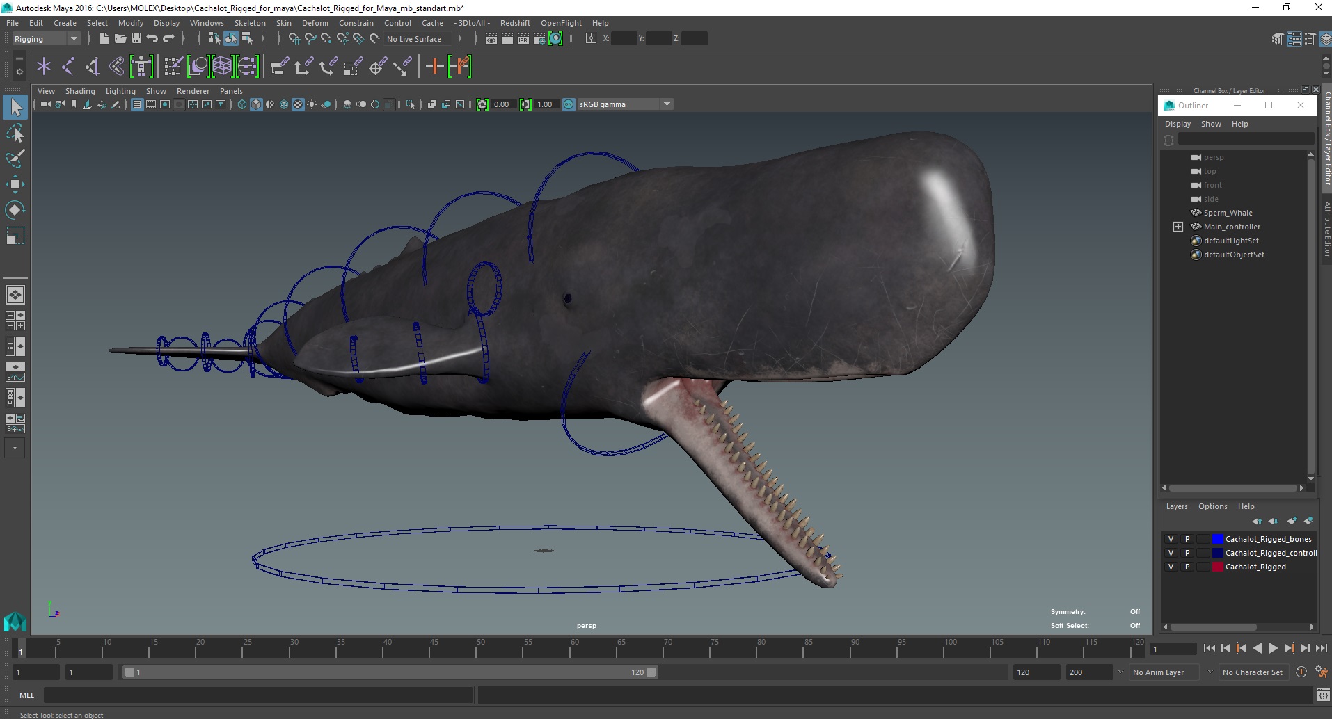 Cachalot Rigged for Maya 3D model