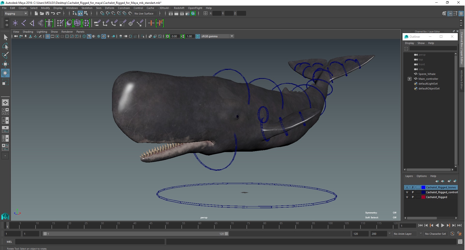 Cachalot Rigged for Maya 3D model