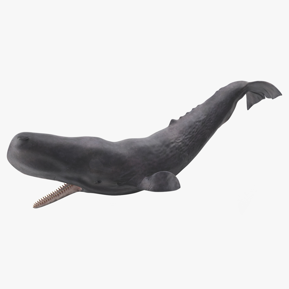 Cachalot Rigged for Maya 3D model