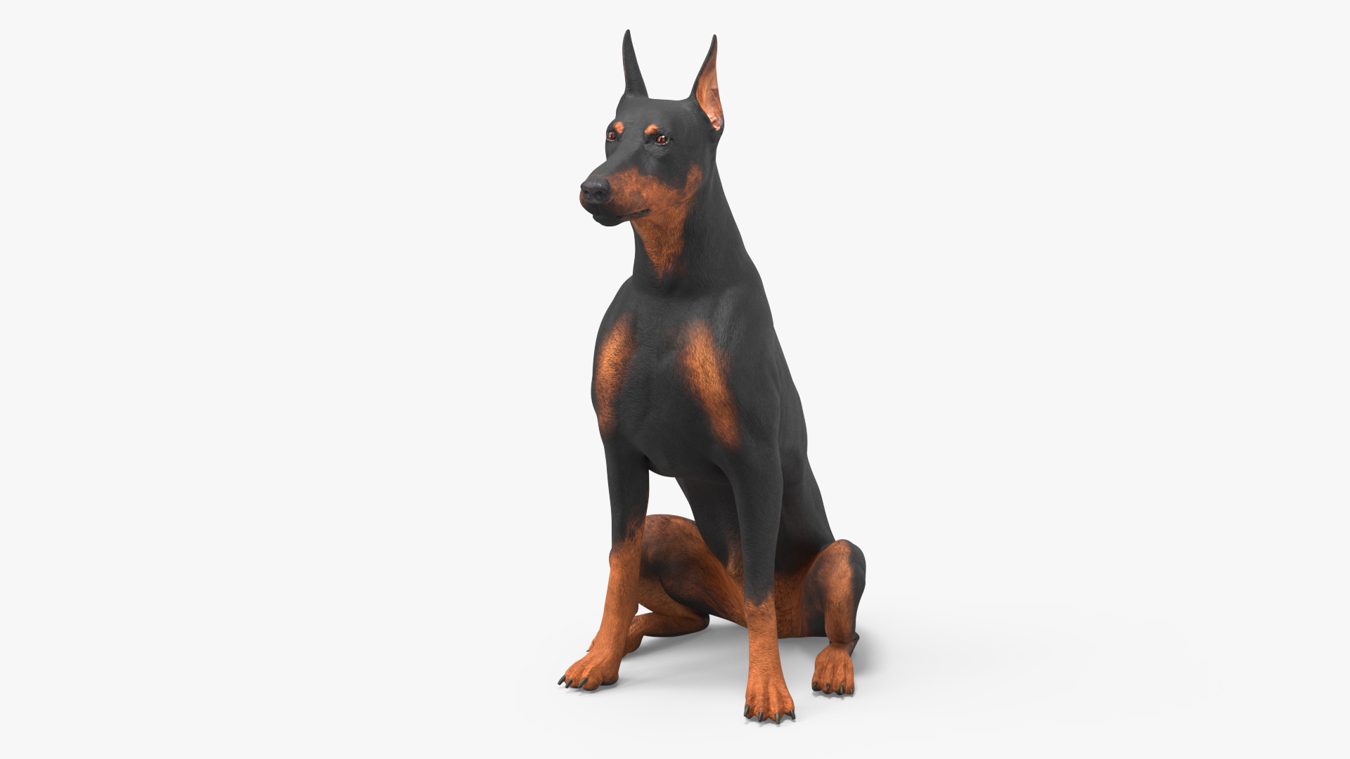 3D Doberman Pinscher Dog Sits