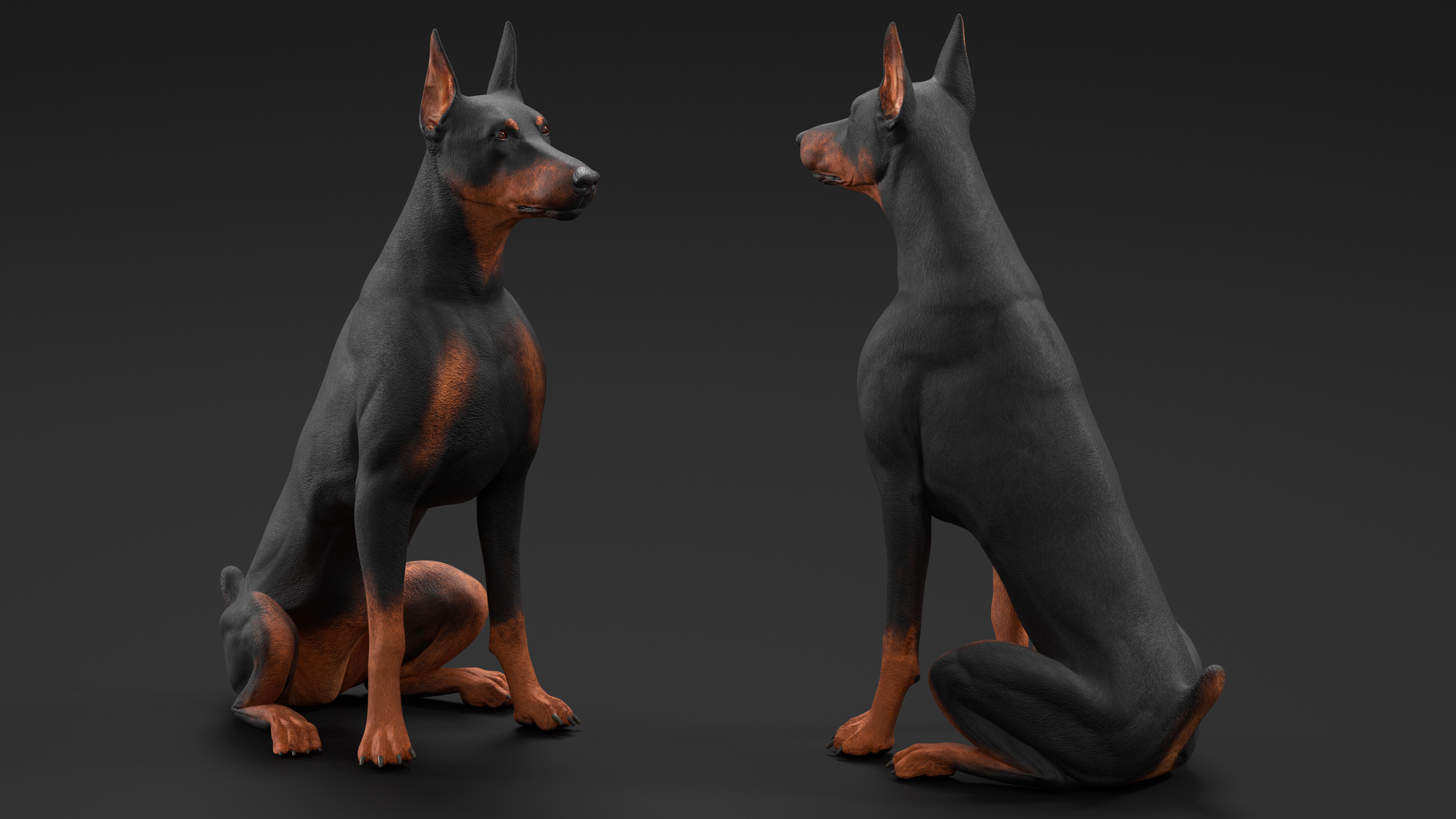 3D Doberman Pinscher Dog Sits