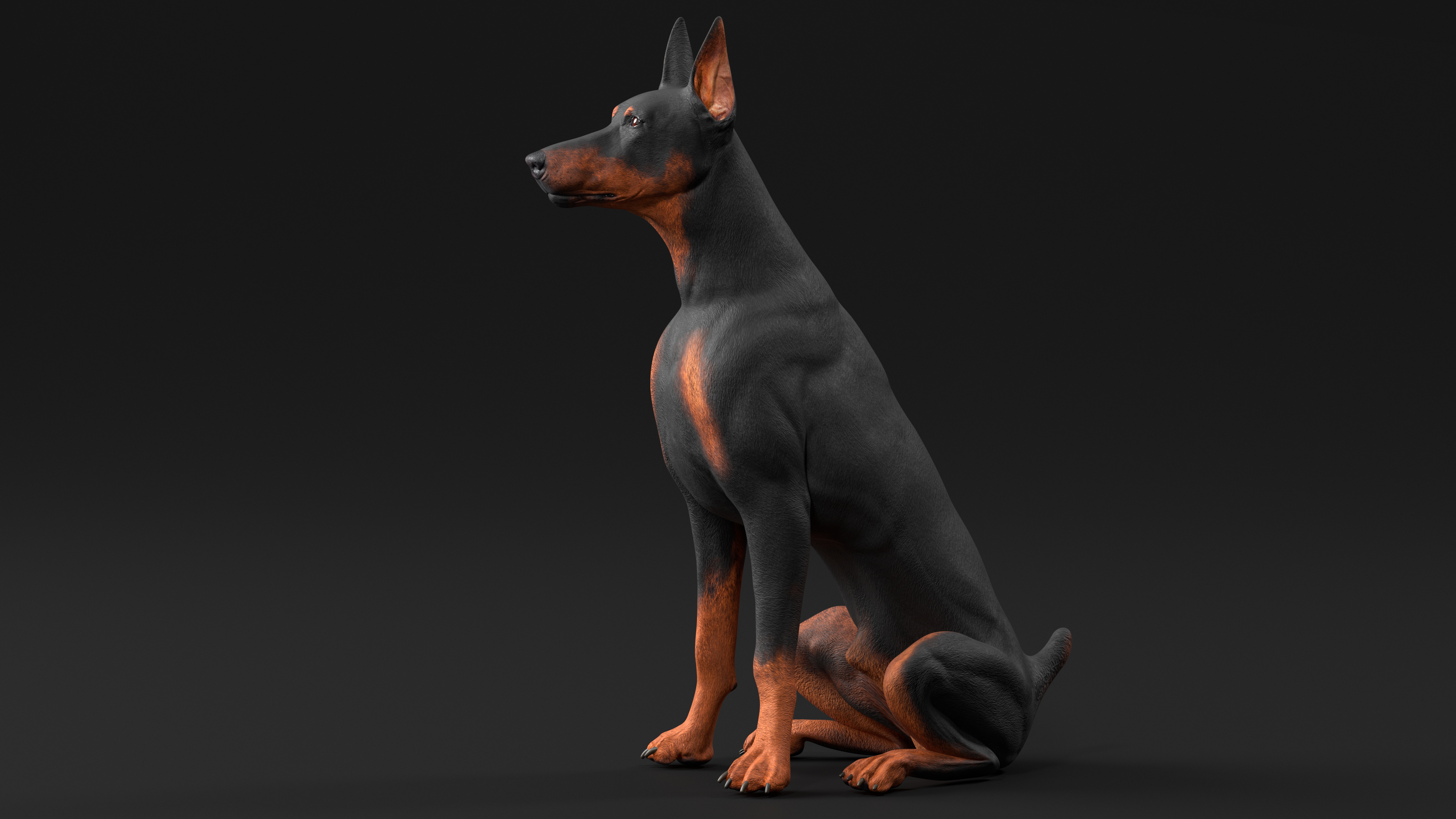 3D Doberman Pinscher Dog Sits