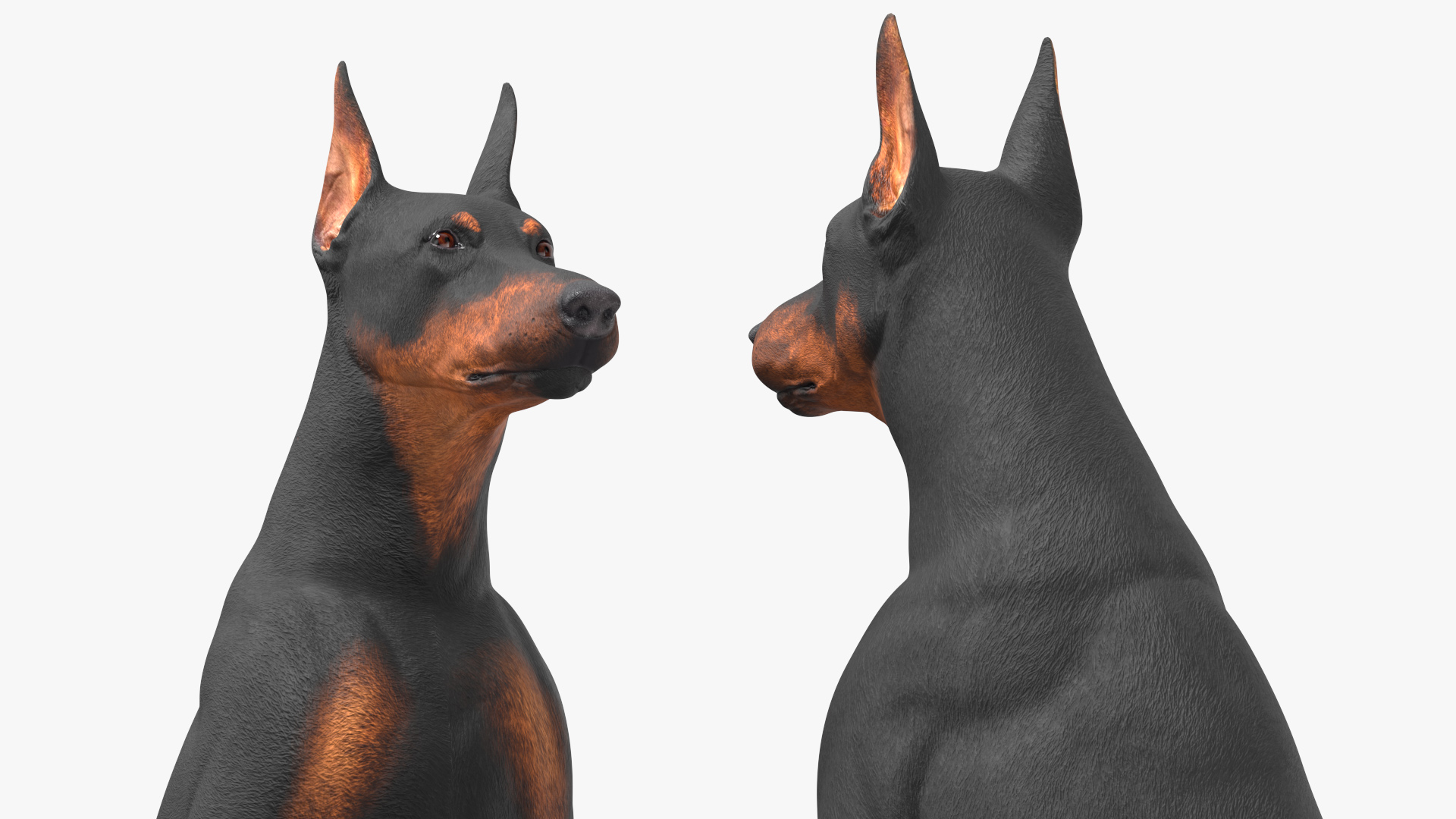 3D Doberman Pinscher Dog Sits