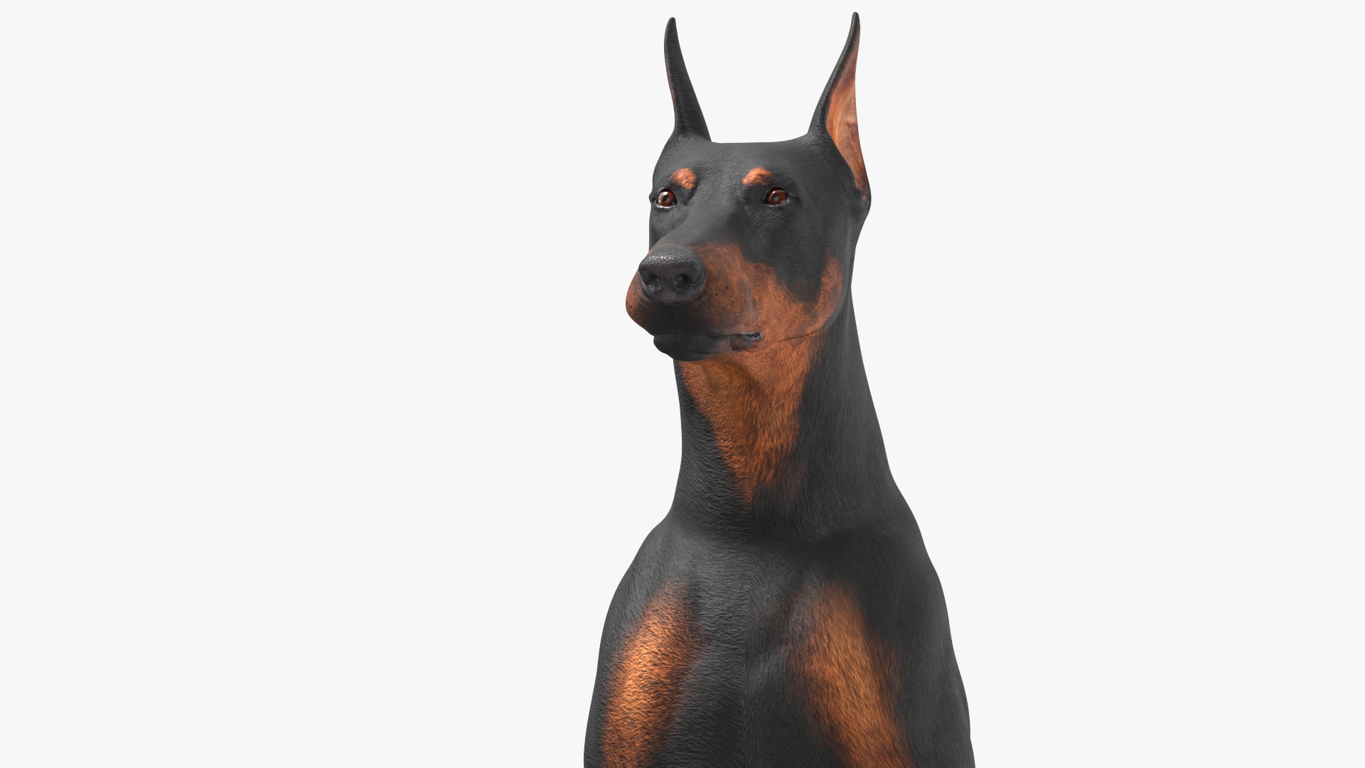 3D Doberman Pinscher Dog Sits