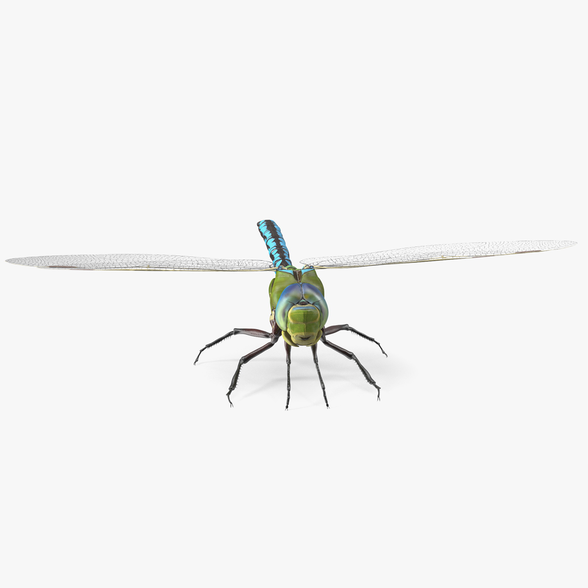 3D model Dragonfly Rigged for Cinema 4D