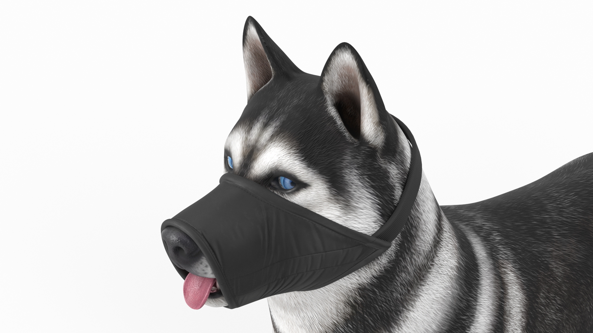 3D Siberian Husky with Nylon Dog Muzzle