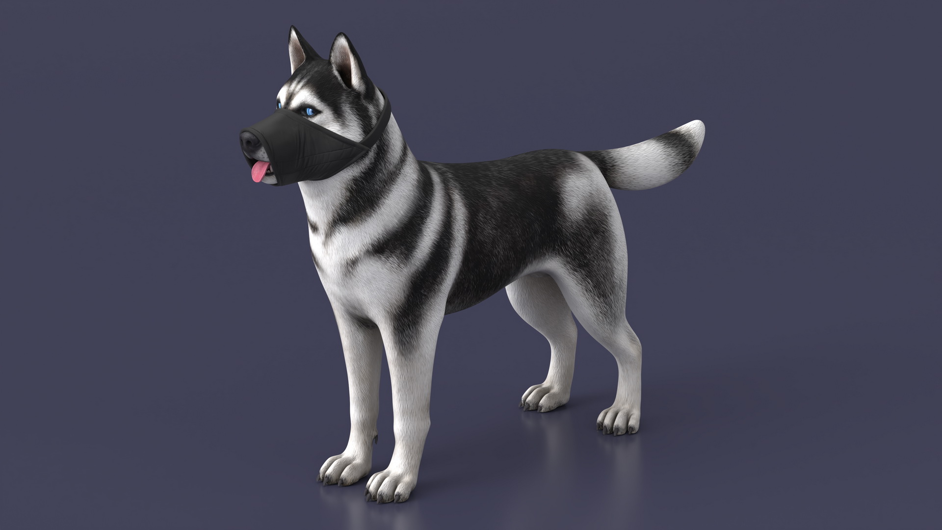 3D Siberian Husky with Nylon Dog Muzzle