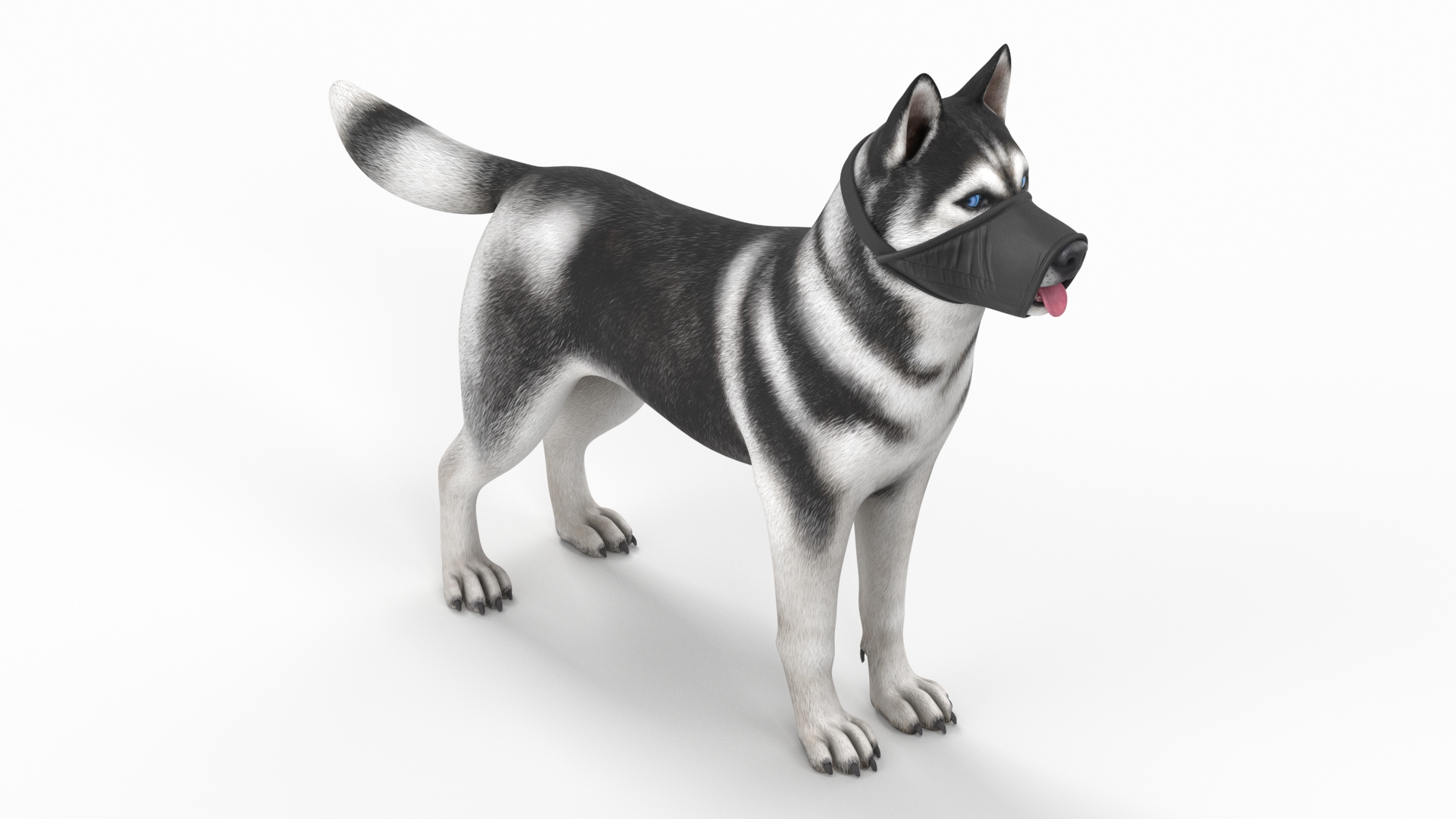 3D Siberian Husky with Nylon Dog Muzzle