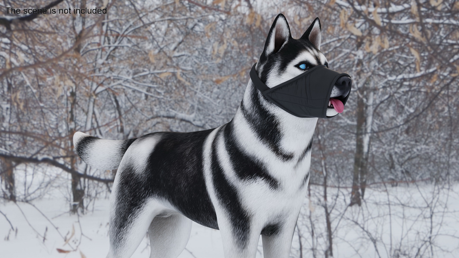 3D Siberian Husky with Nylon Dog Muzzle