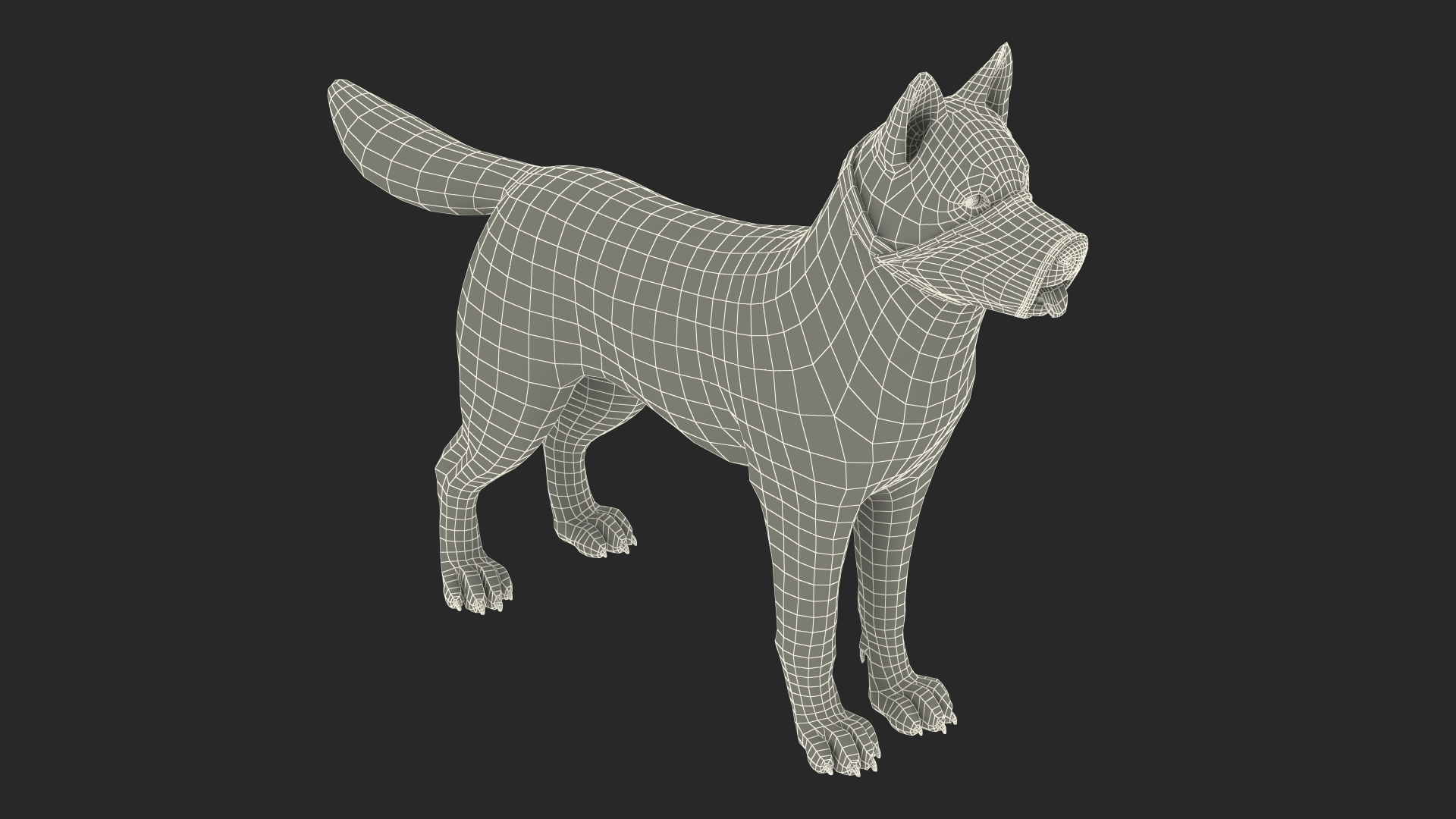 3D Siberian Husky with Nylon Dog Muzzle