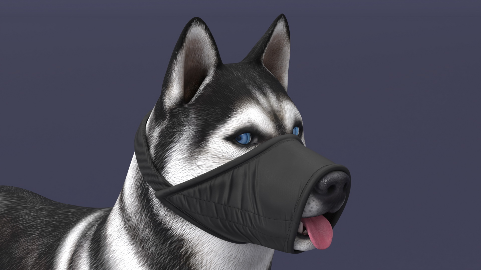 3D Siberian Husky with Nylon Dog Muzzle