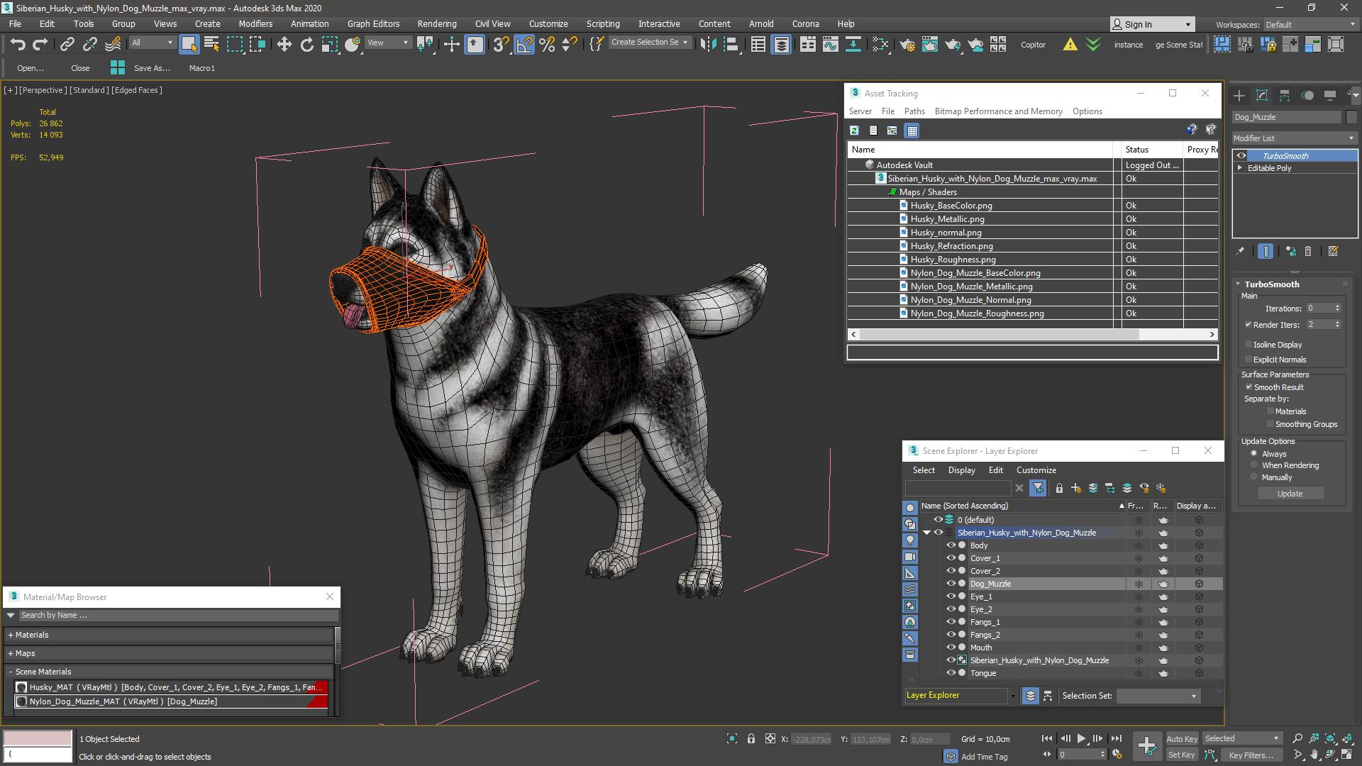 3D Siberian Husky with Nylon Dog Muzzle