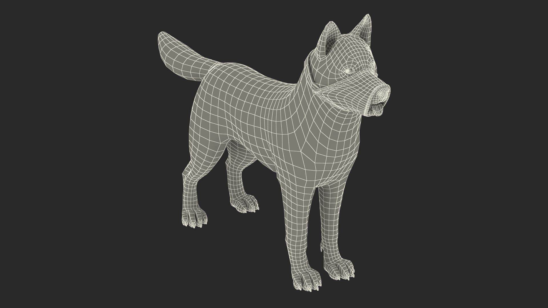 3D Siberian Husky with Nylon Dog Muzzle