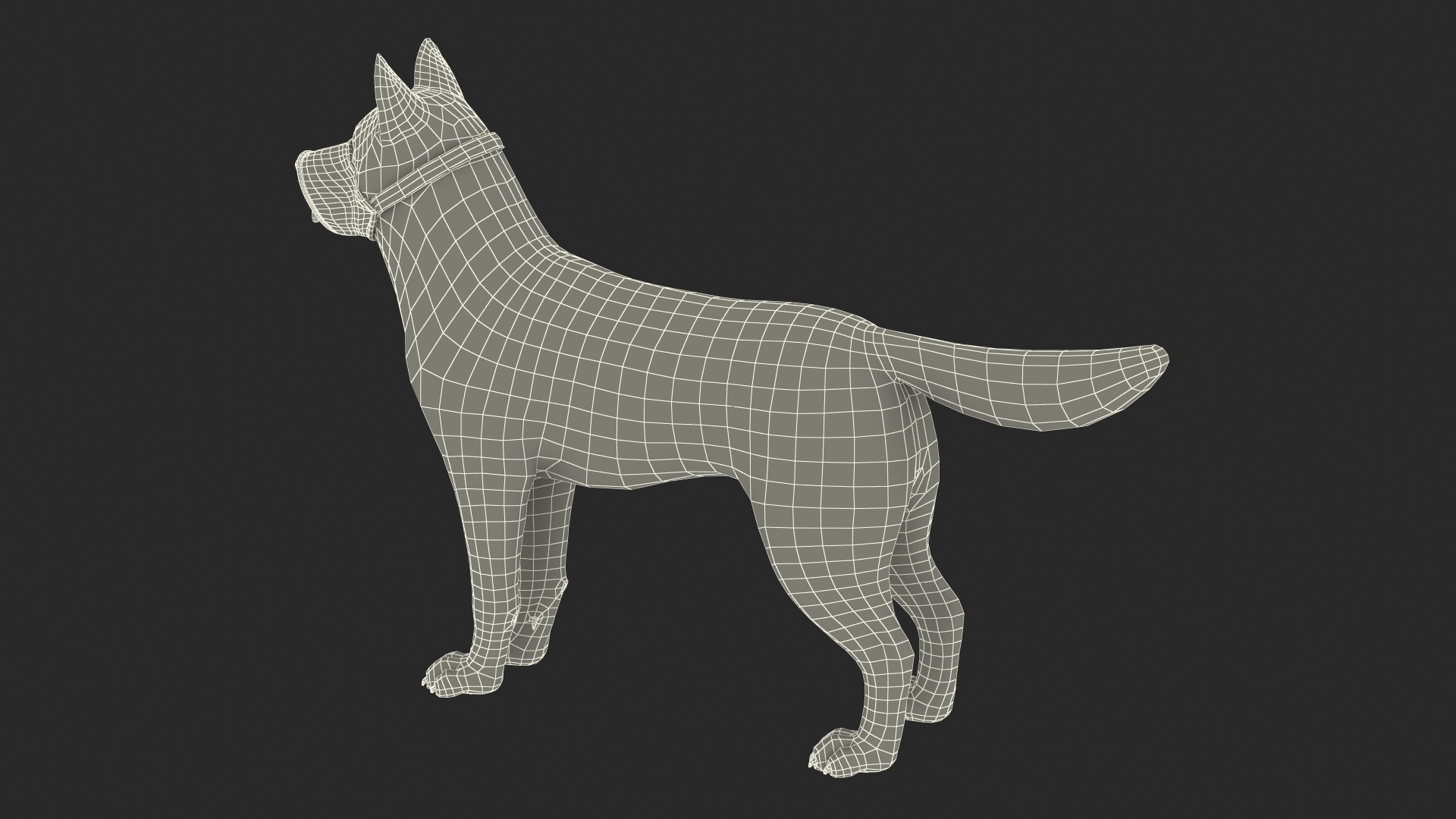 3D Siberian Husky with Nylon Dog Muzzle