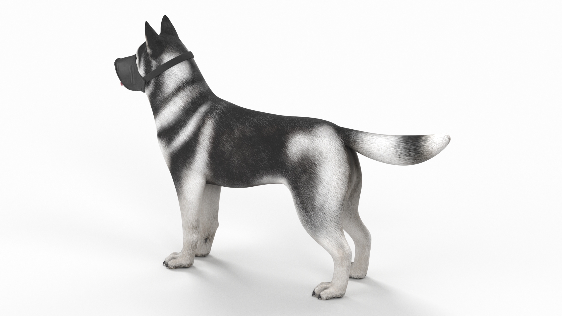 3D Siberian Husky with Nylon Dog Muzzle