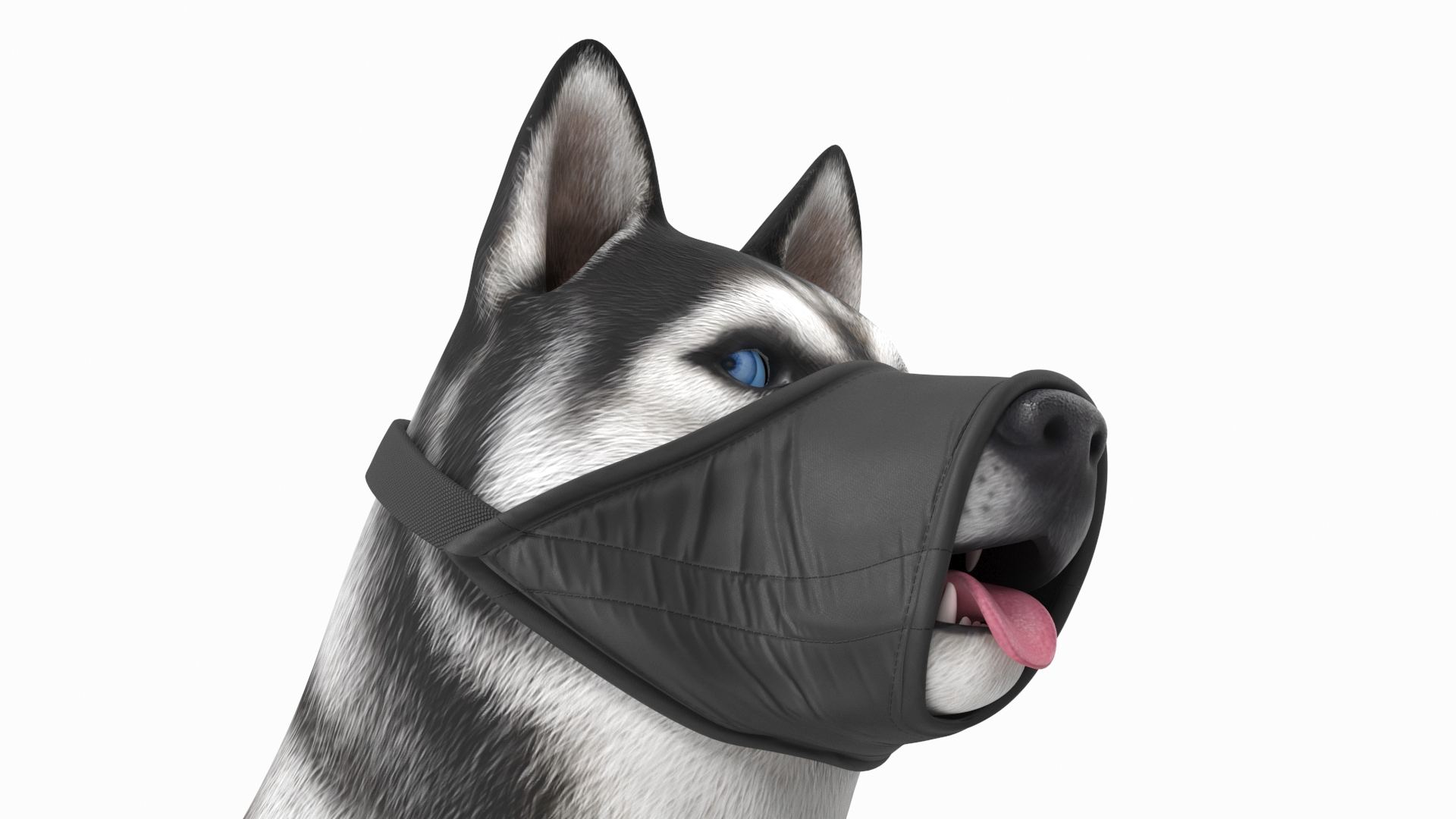 3D Siberian Husky with Nylon Dog Muzzle