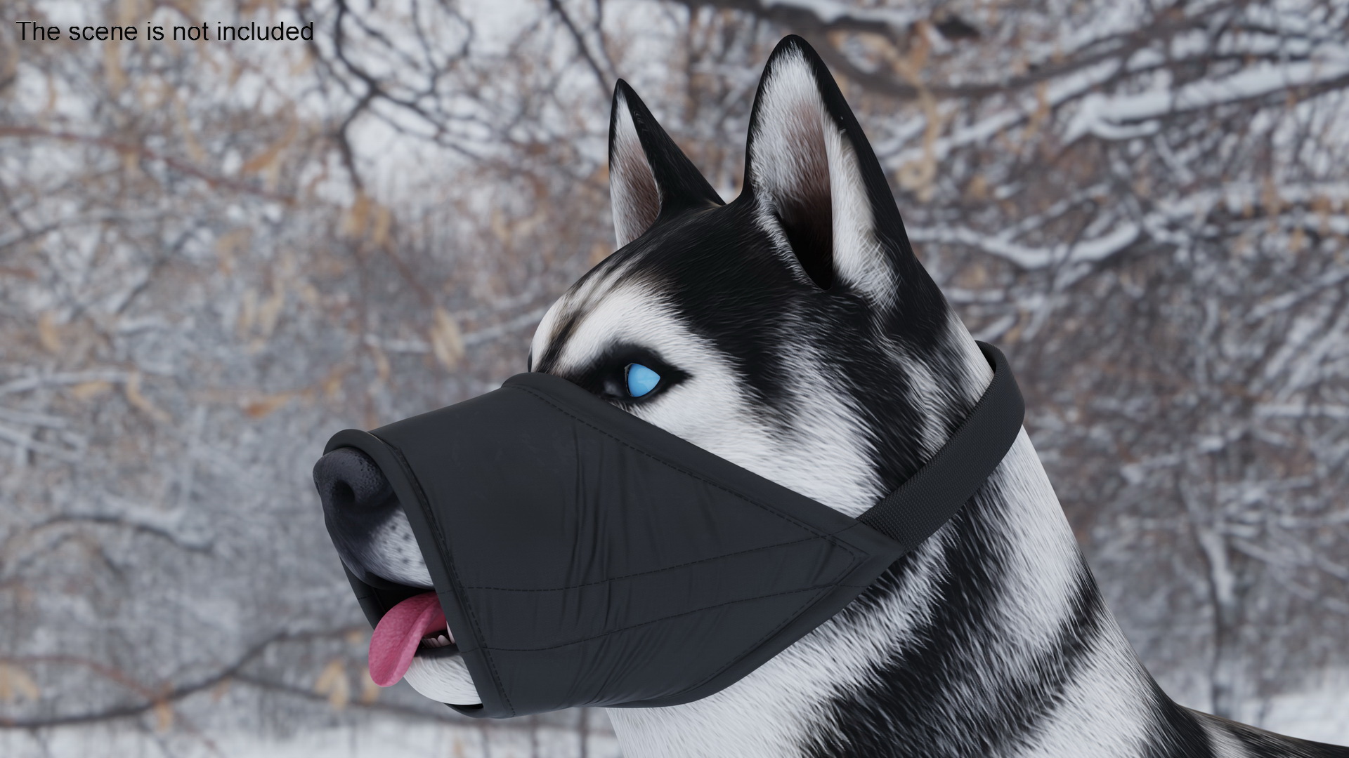 3D Siberian Husky with Nylon Dog Muzzle