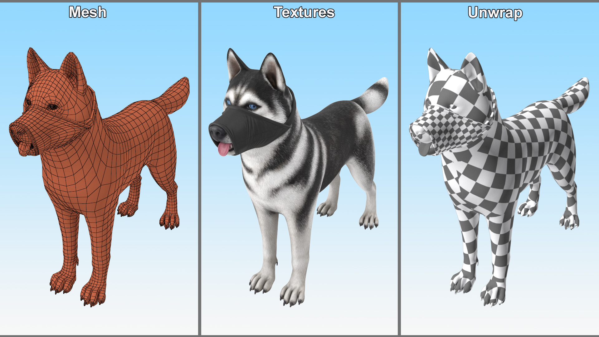 3D Siberian Husky with Nylon Dog Muzzle