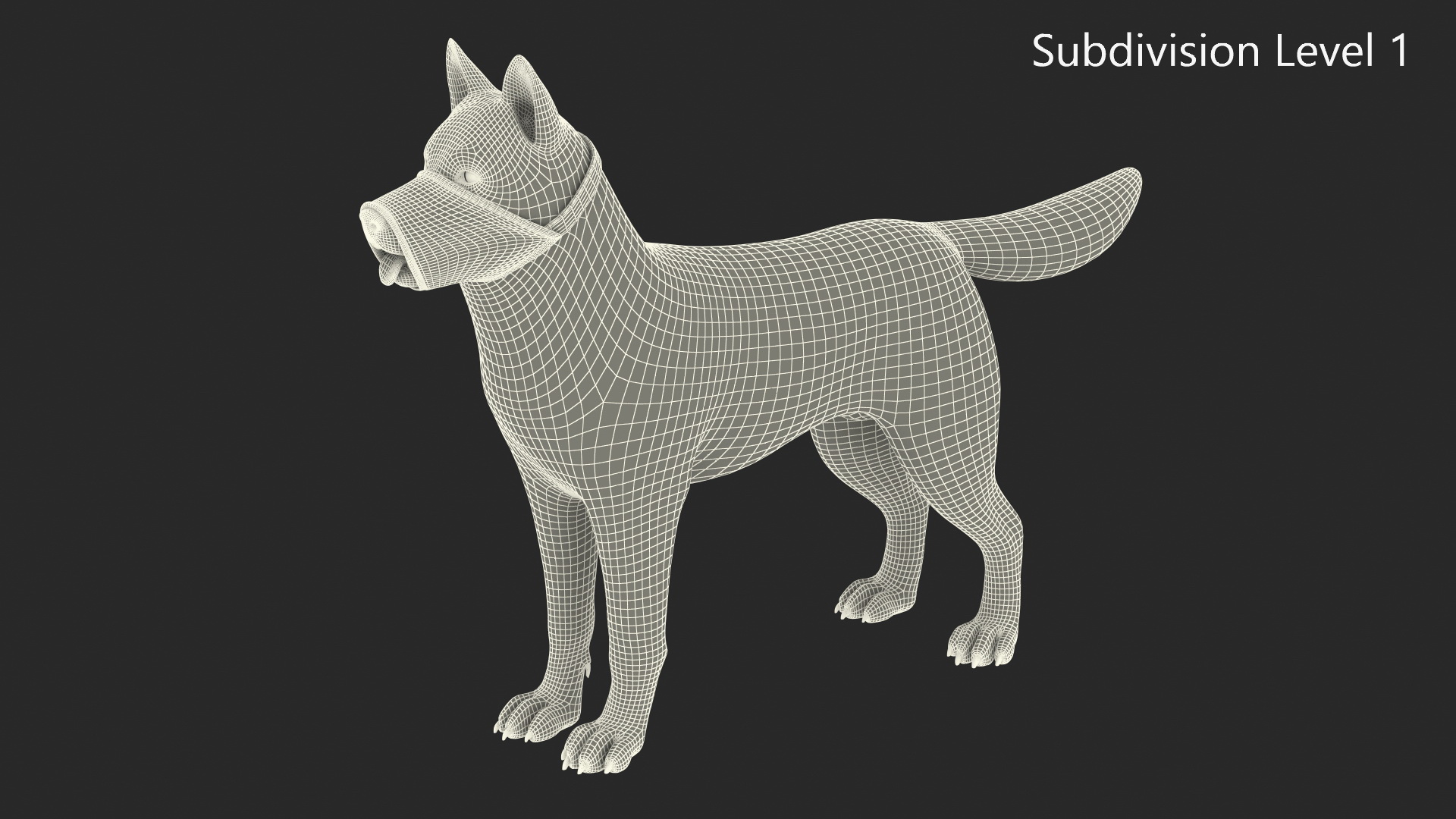 3D Siberian Husky with Nylon Dog Muzzle