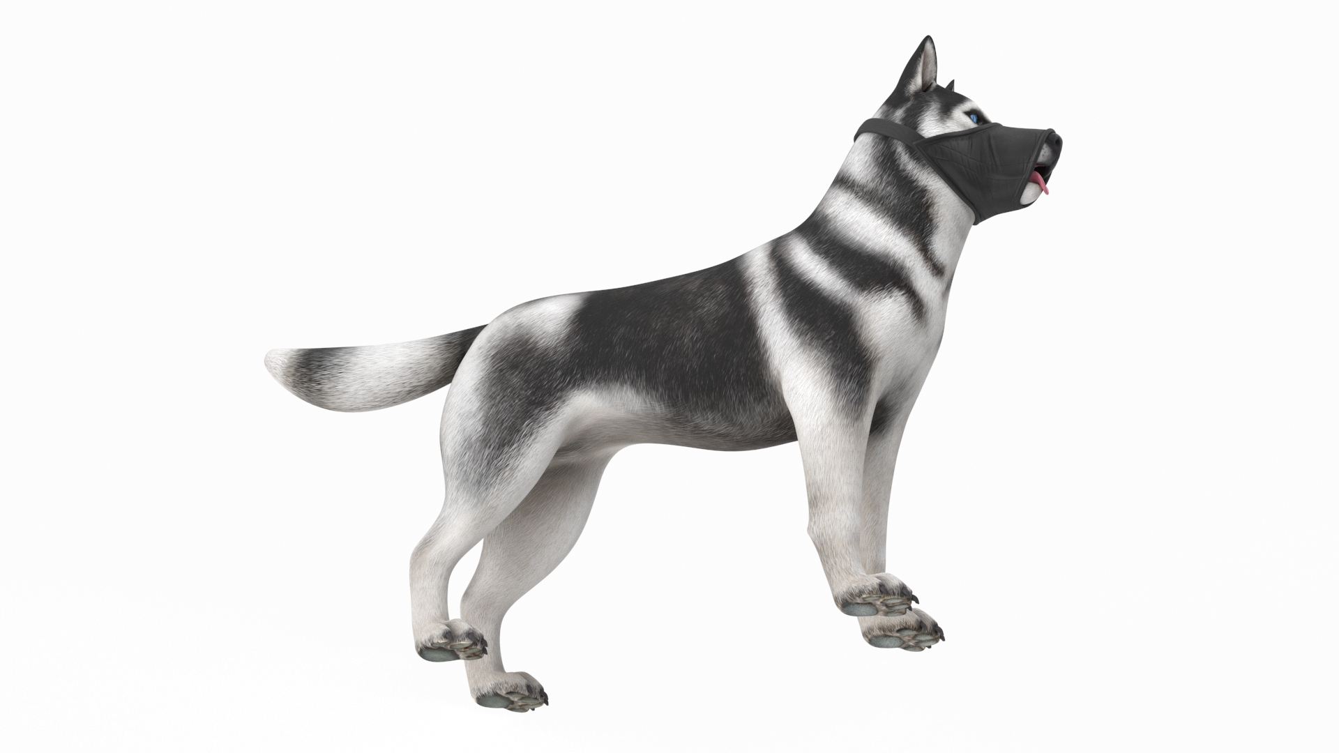 3D Siberian Husky with Nylon Dog Muzzle