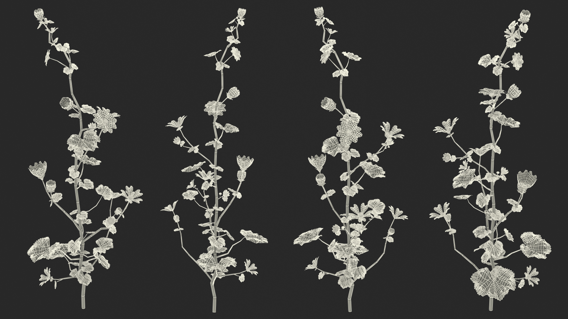 3D Malva Plant