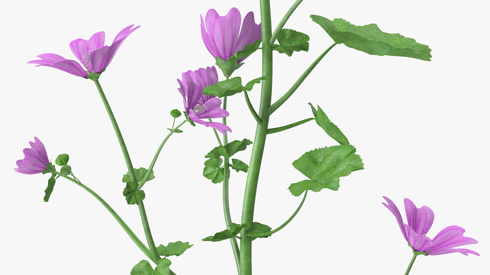 3D Malva Plant
