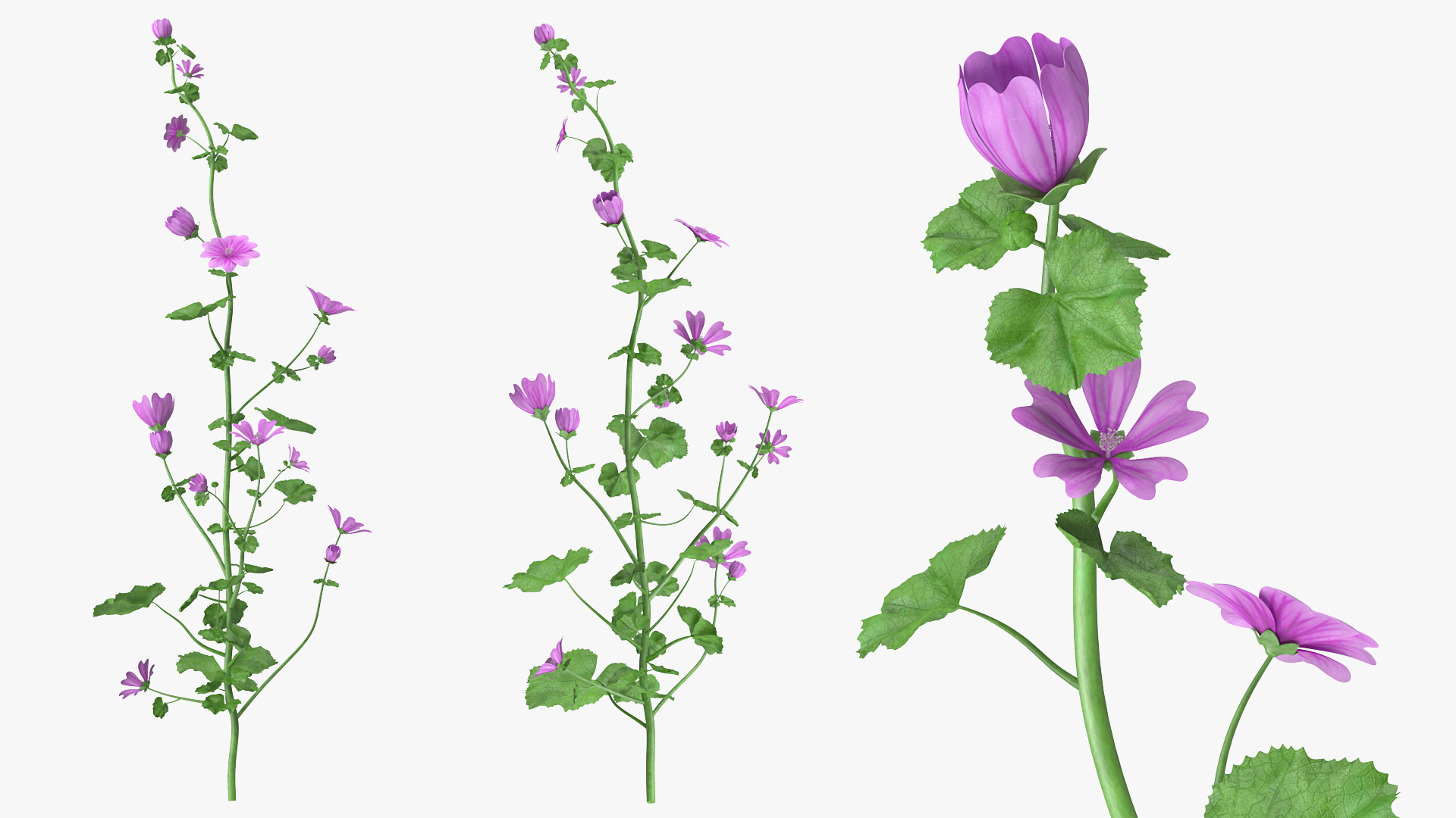 3D Malva Plant
