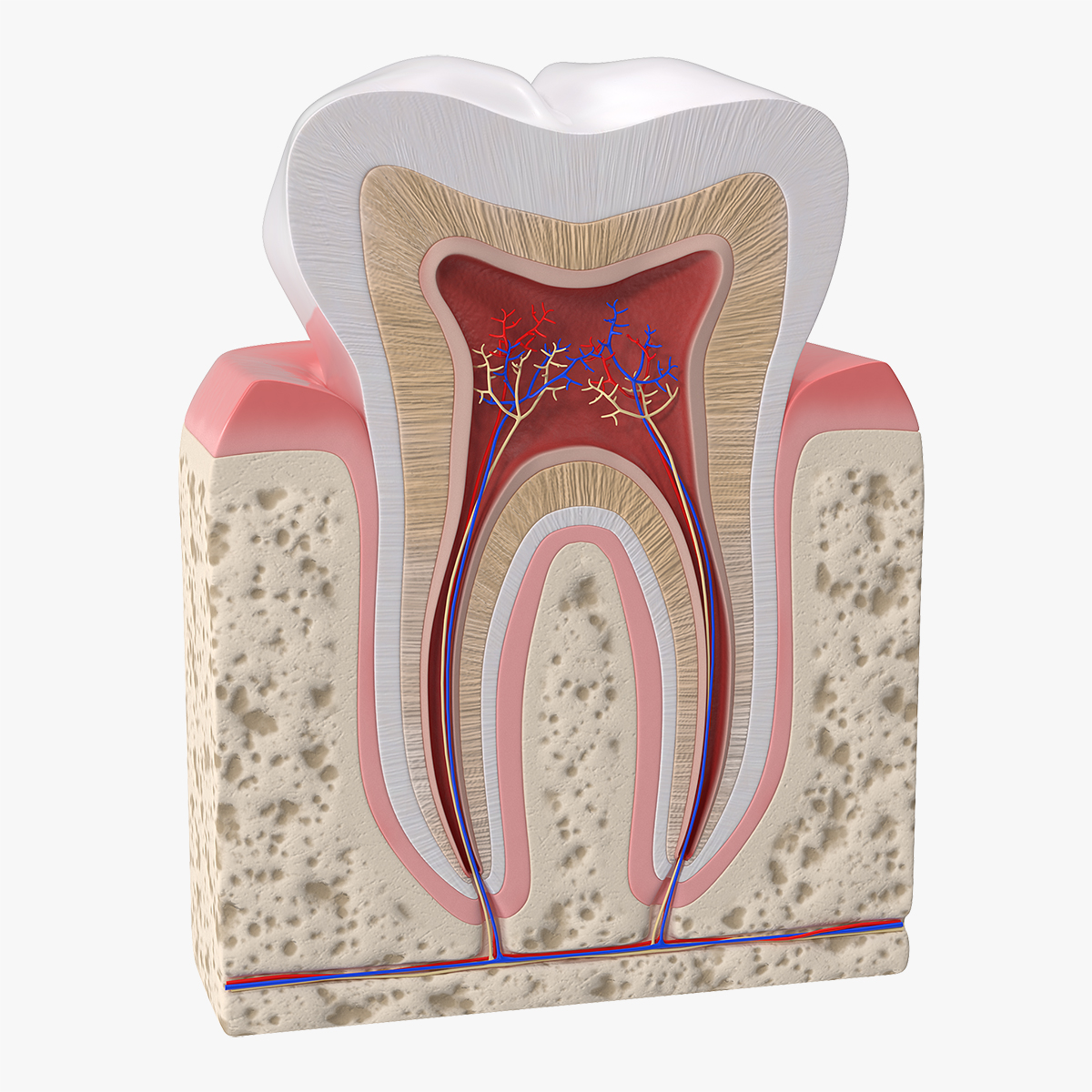 Human Tooth Anatomy, view 12