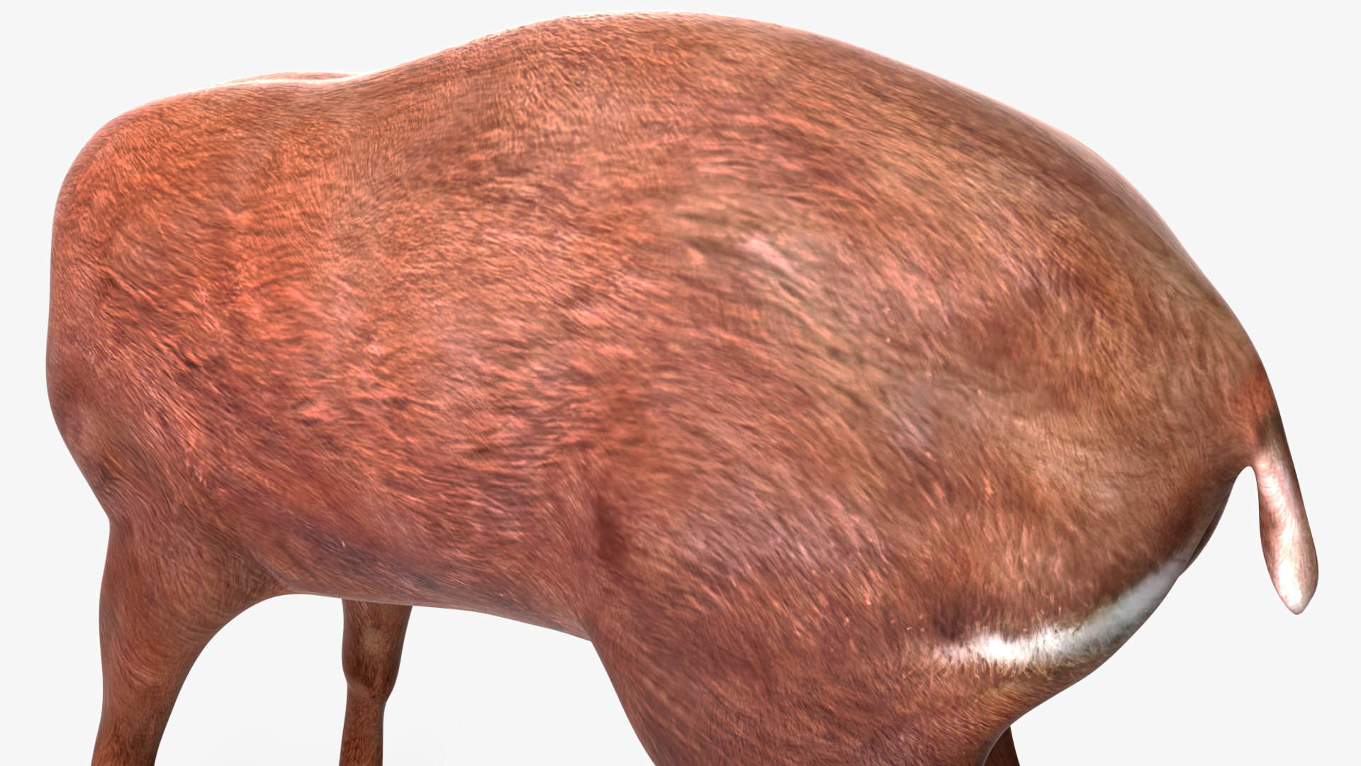 Saola Eating 3D