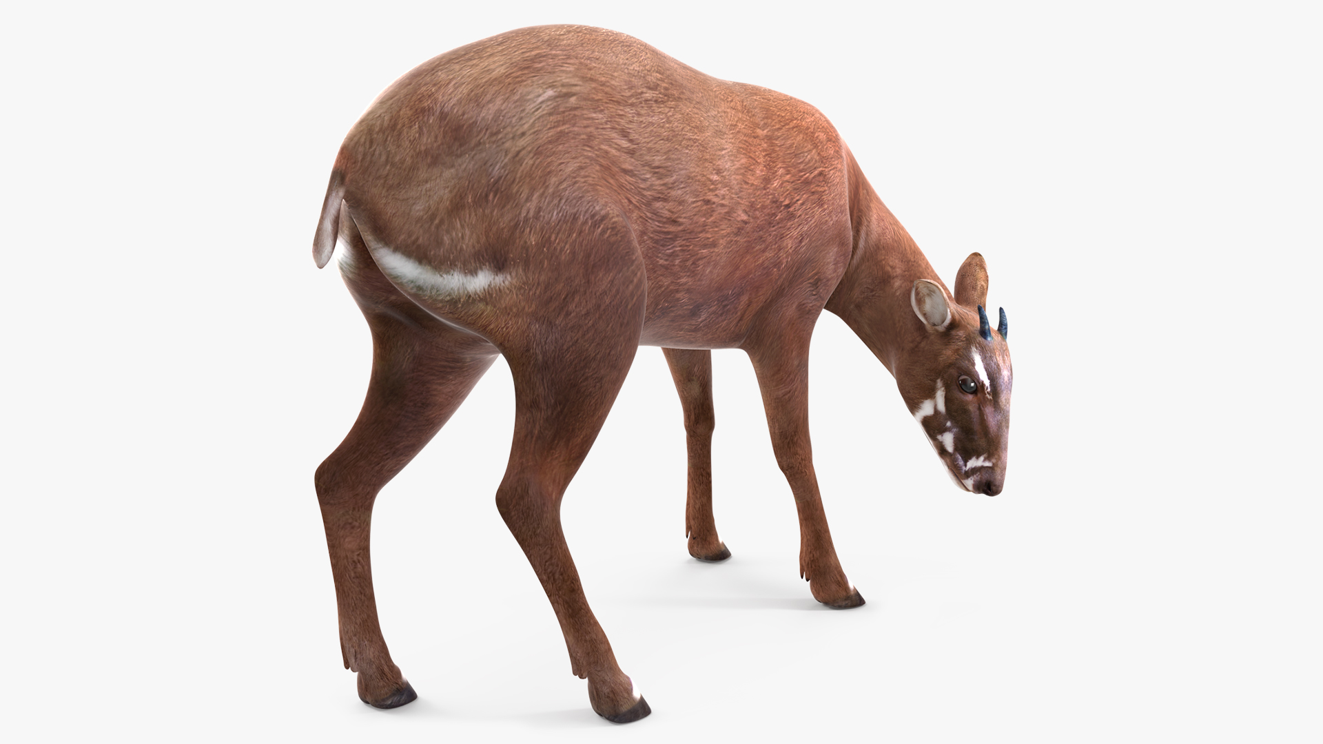 Saola Eating 3D