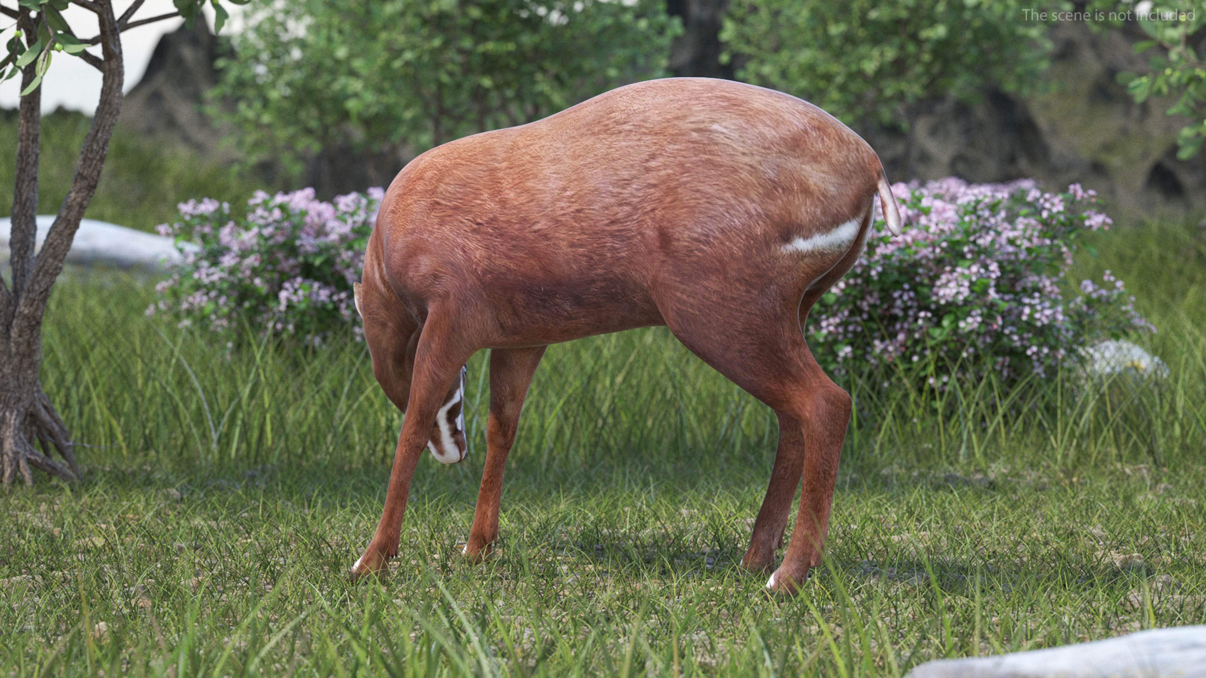Saola Eating 3D