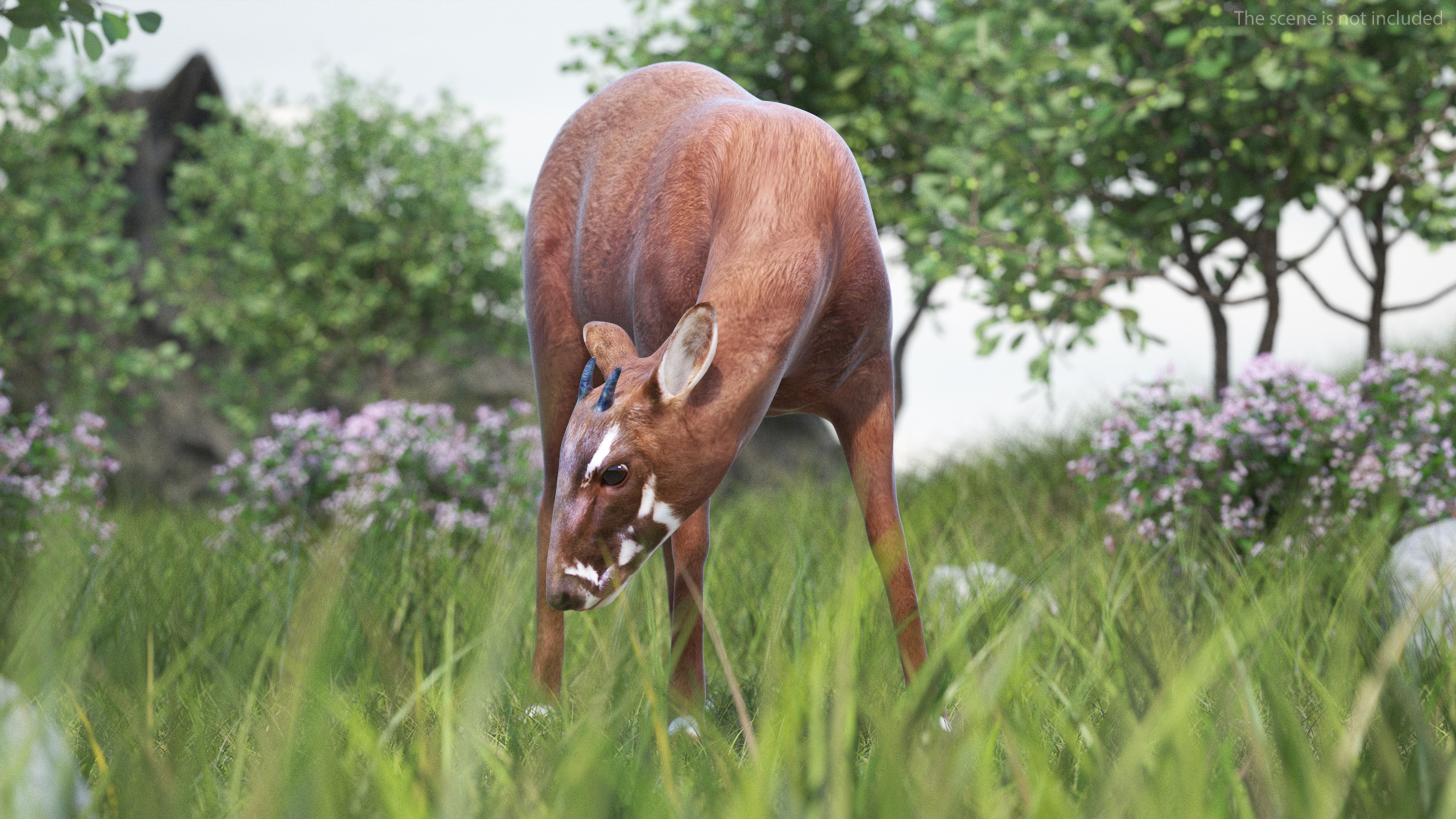 Saola Eating 3D