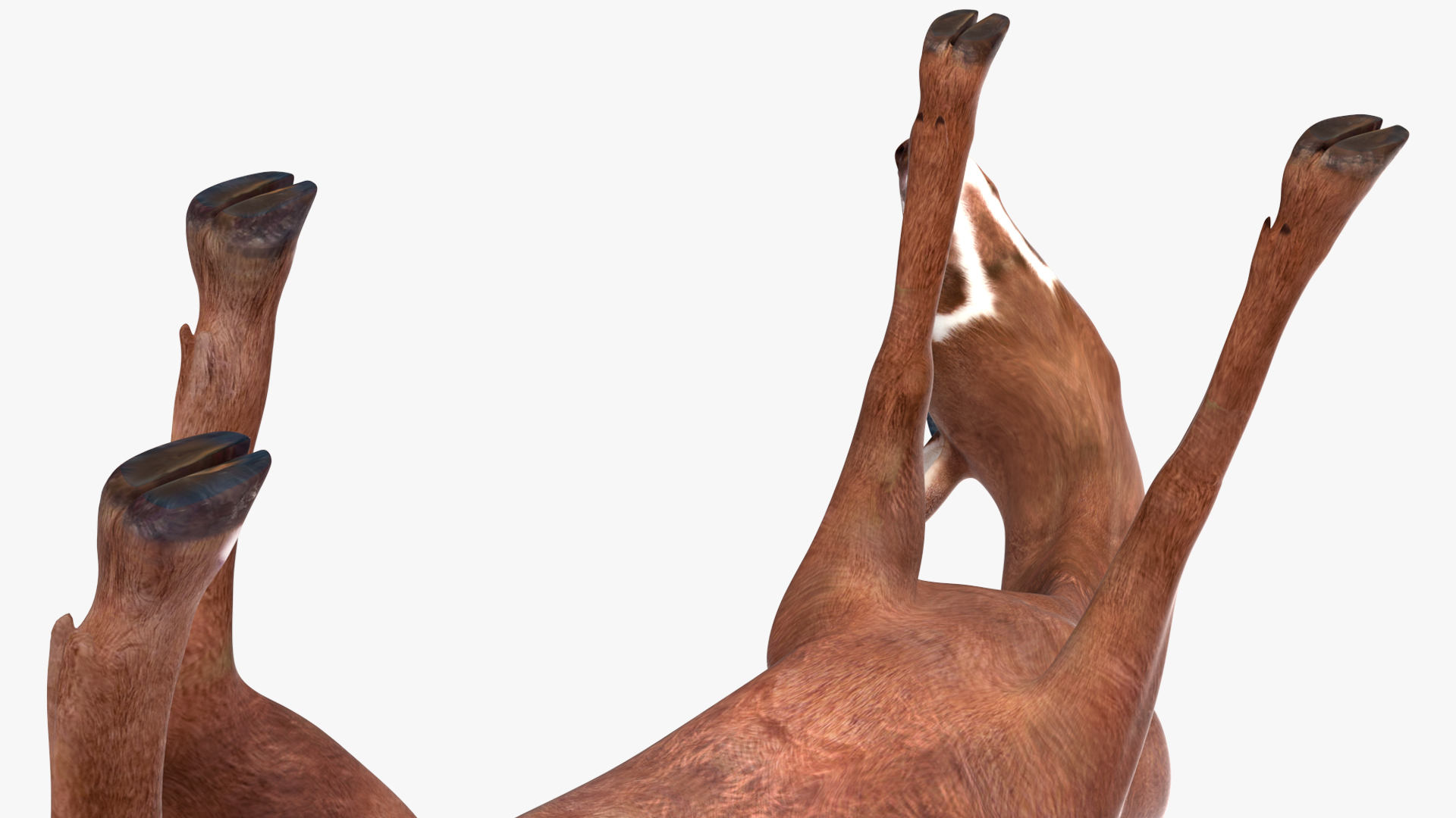 Saola Eating 3D