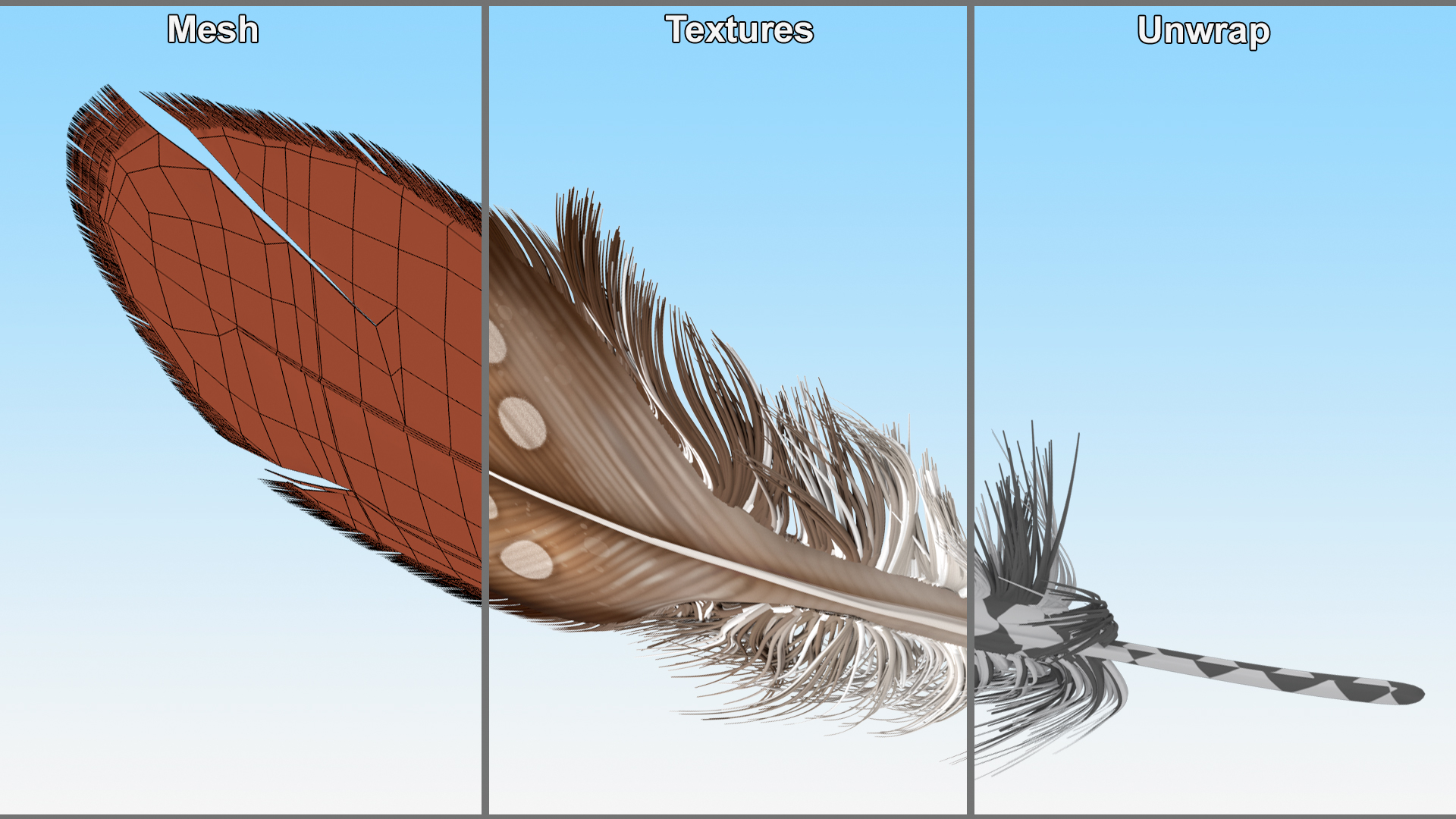Helmeted Gvineafowl Feather 3D