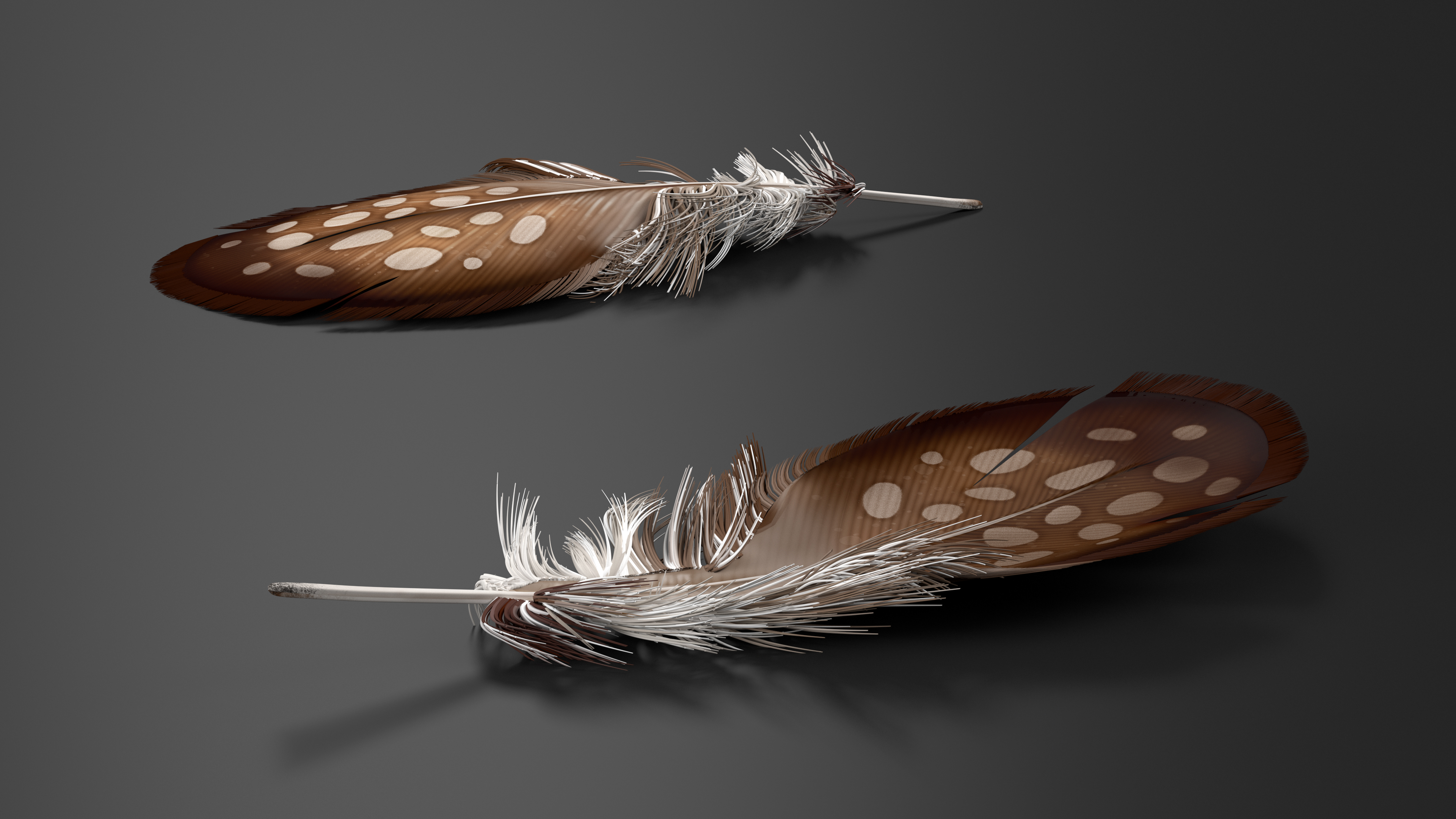 Helmeted Gvineafowl Feather 3D