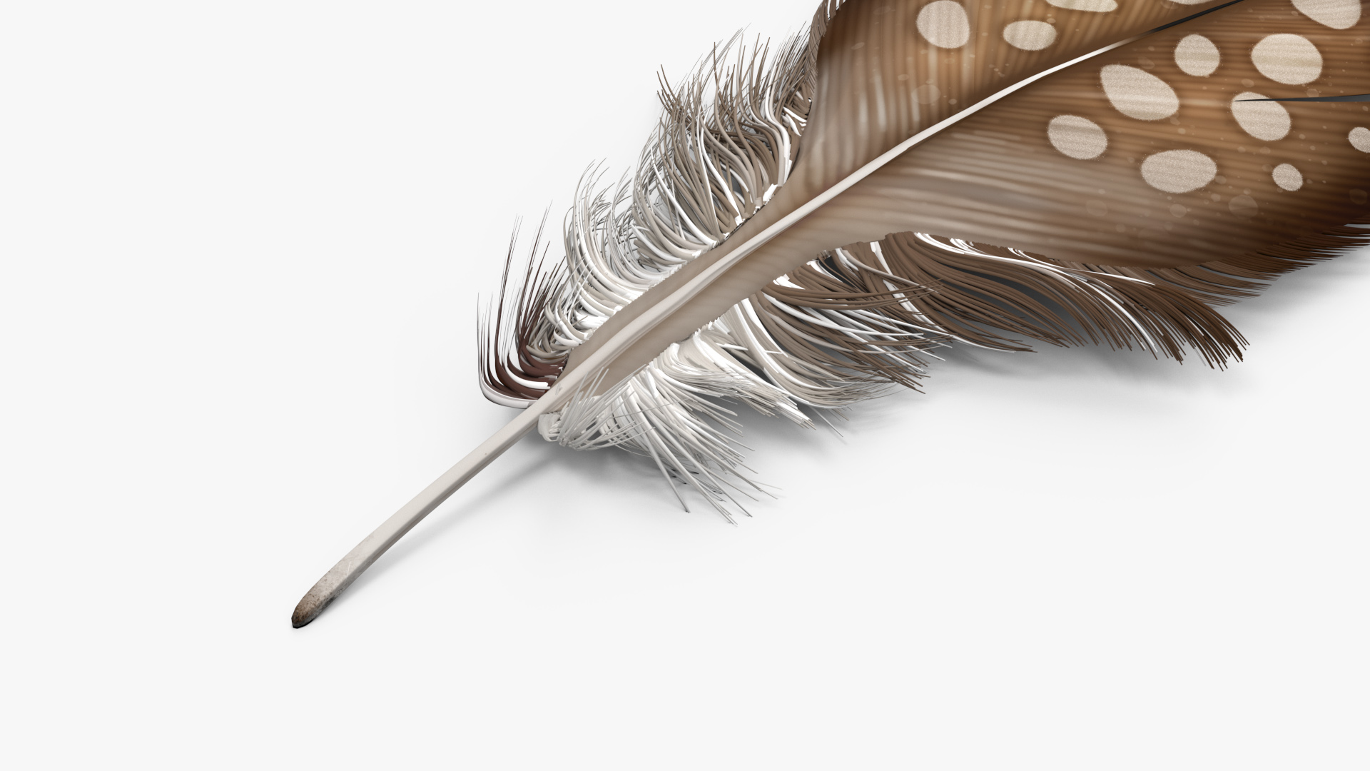 Helmeted Gvineafowl Feather 3D