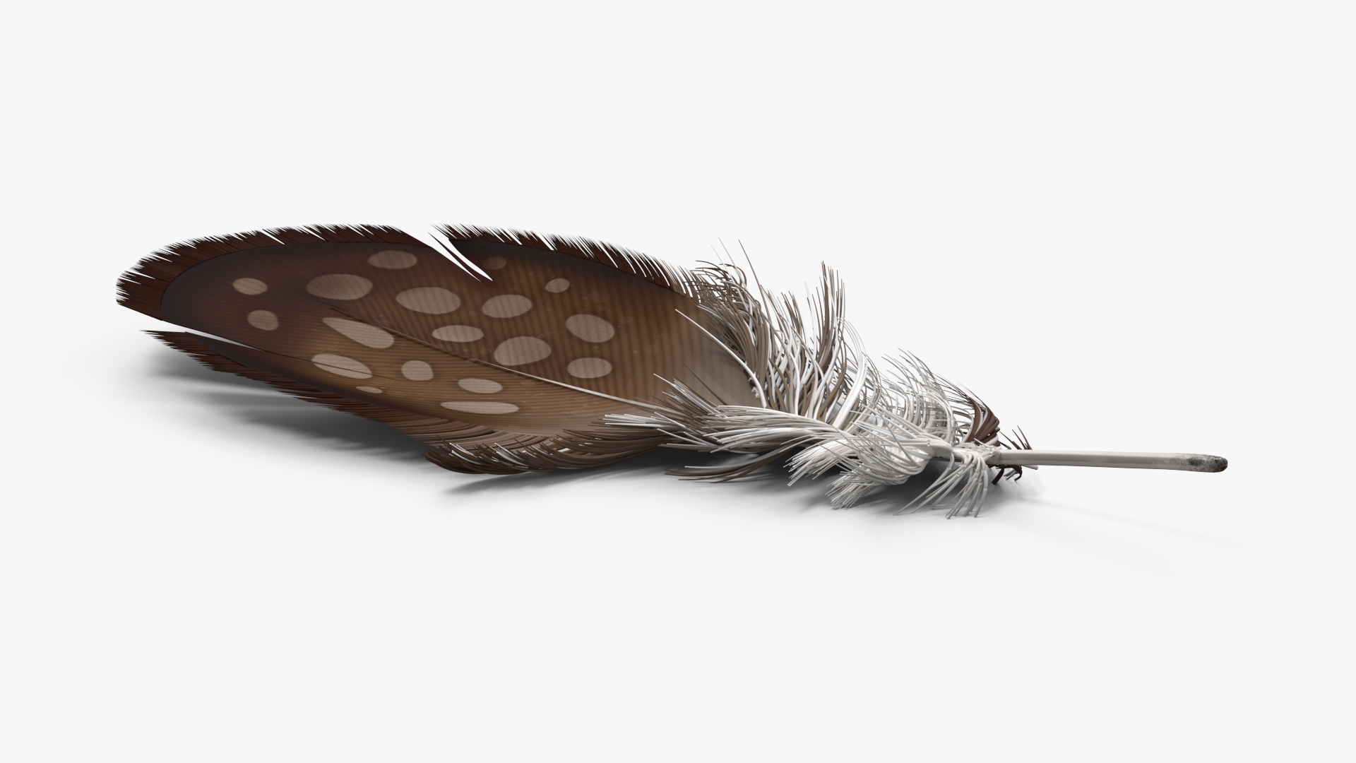 Helmeted Gvineafowl Feather 3D